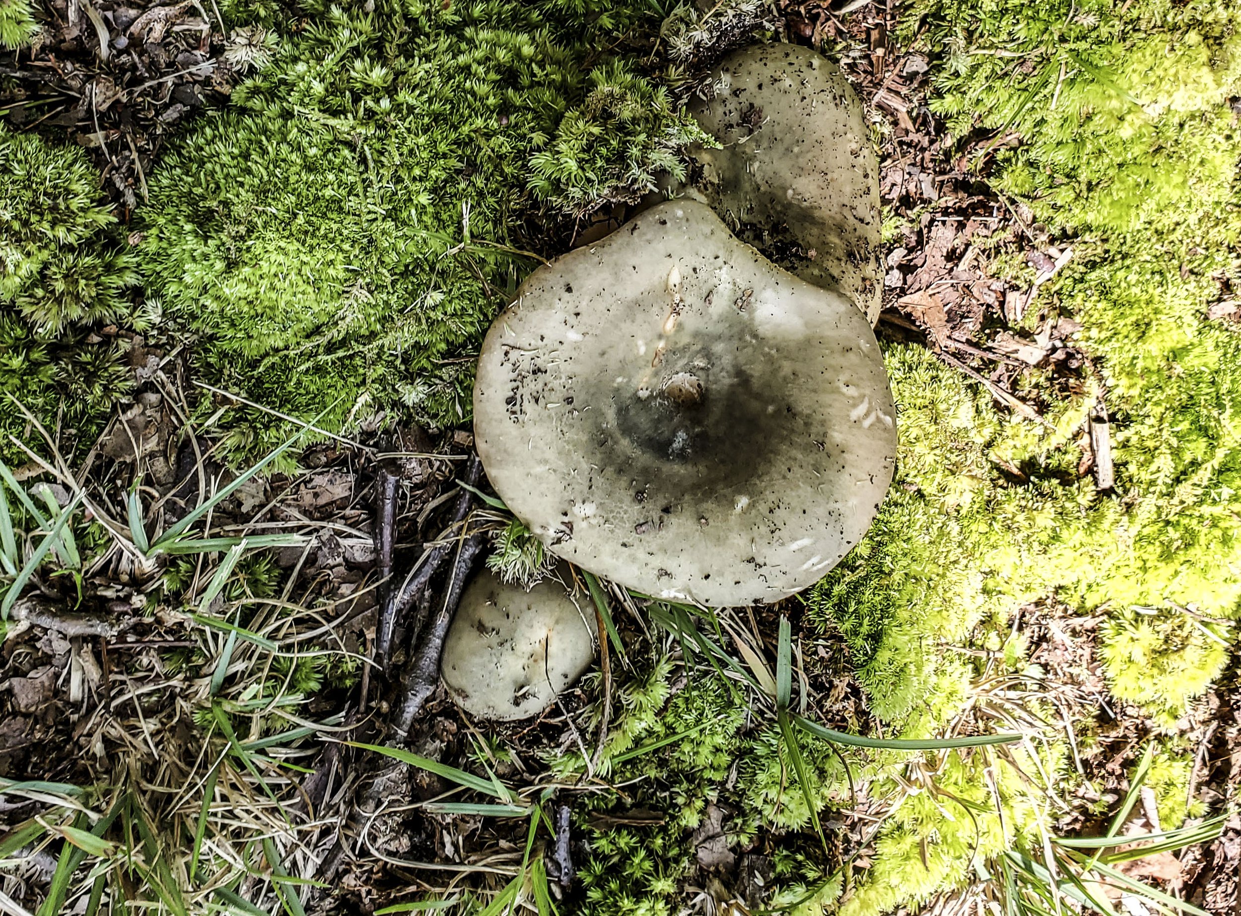 Old Man in the Woods Mushroom