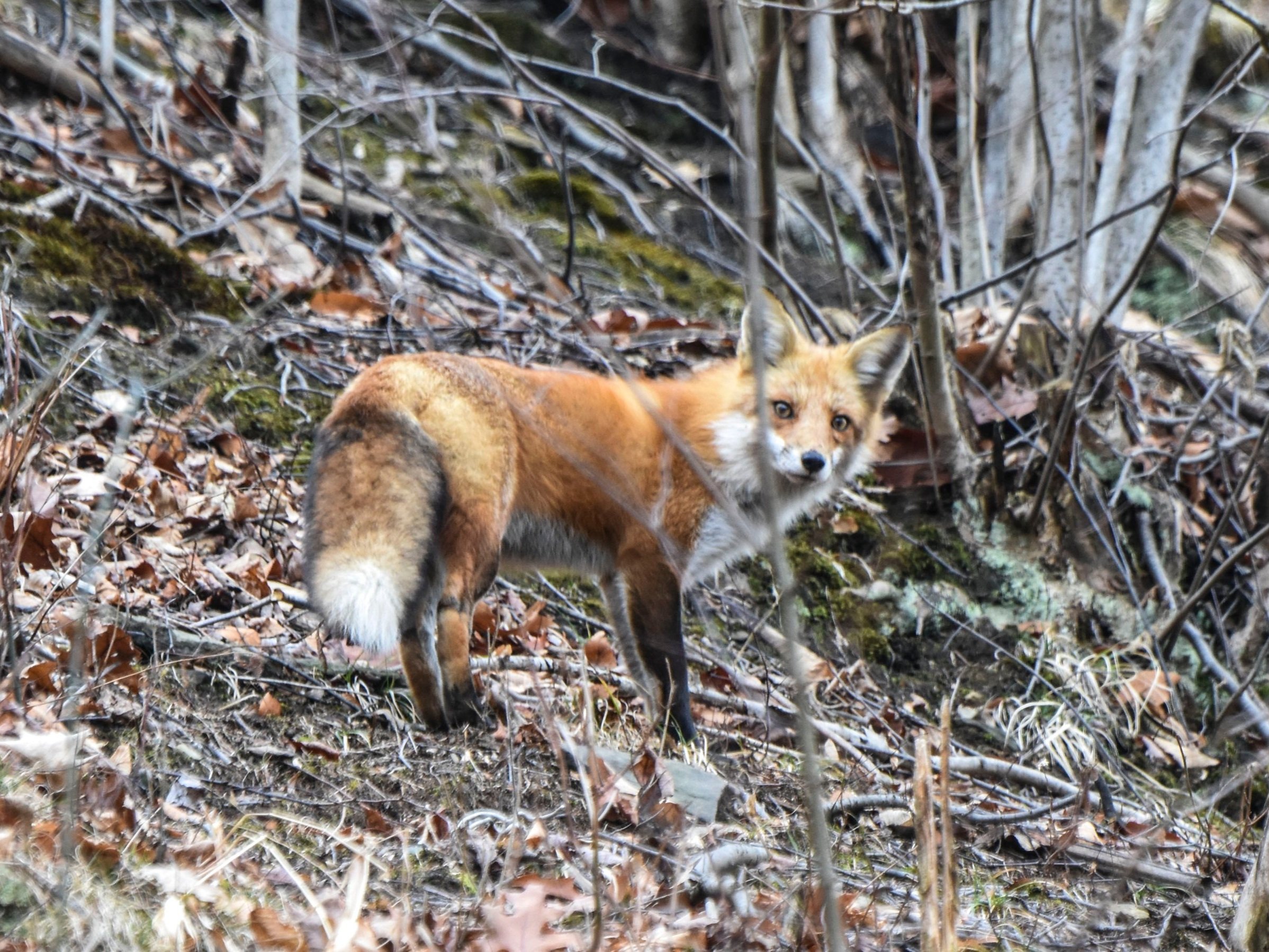 Red Fox