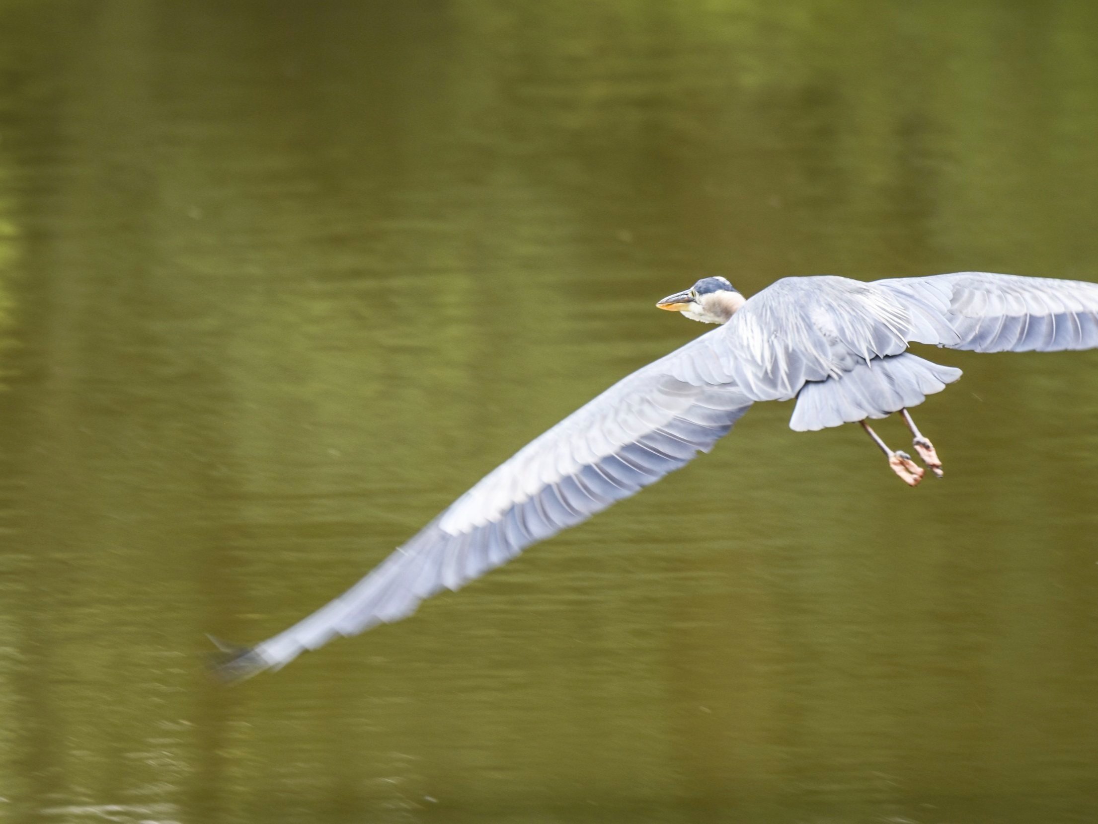 Great Blue Heron