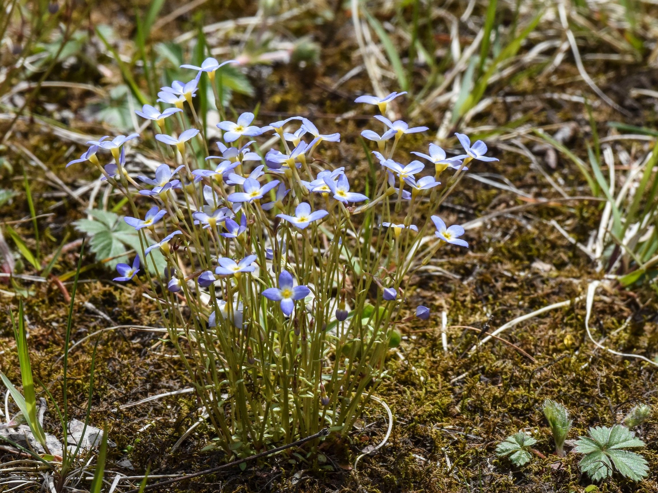 Bluets