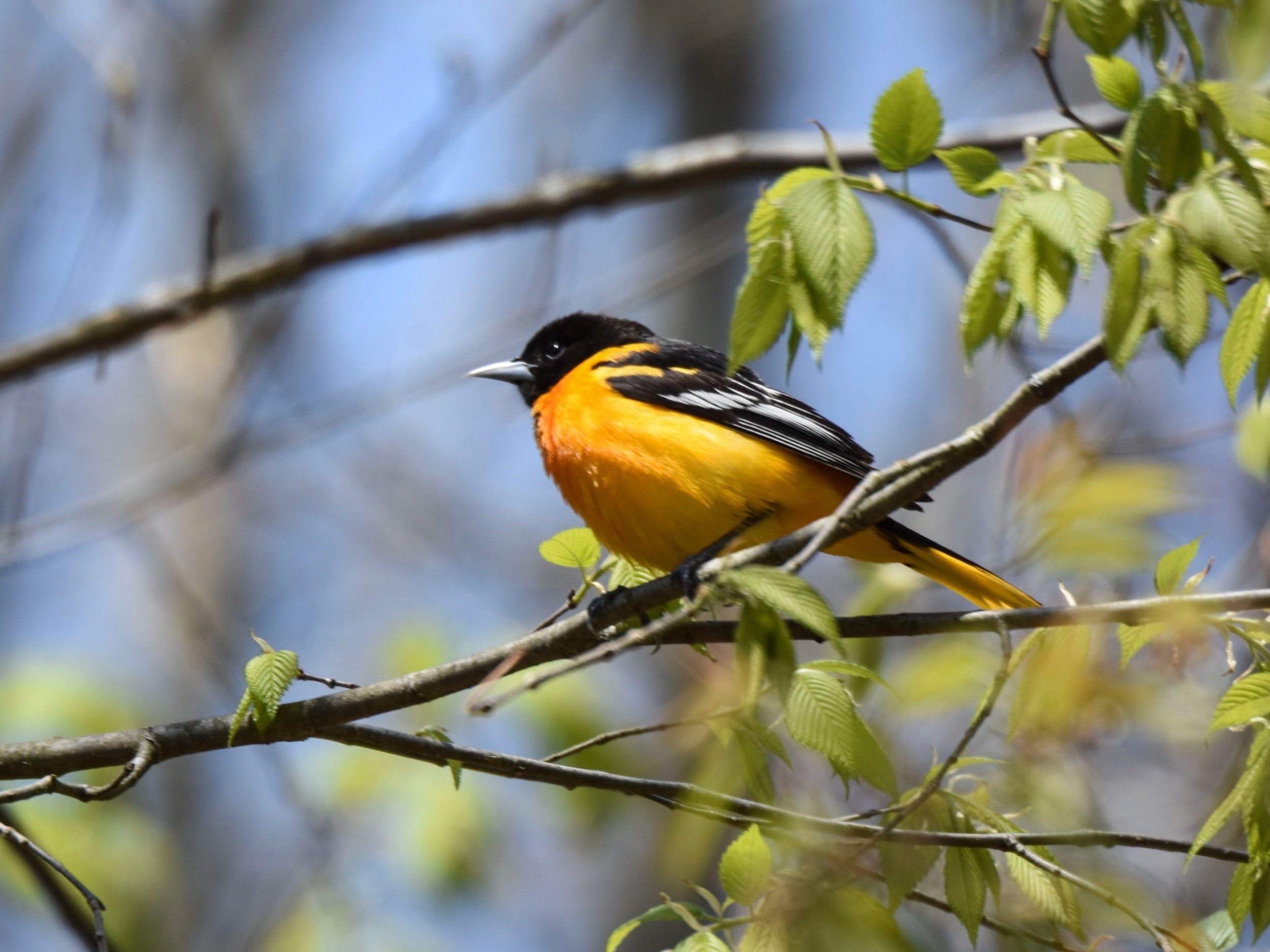 Male Baltimore Oriole