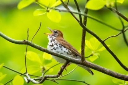 Keystone State Park: Spring Migrants