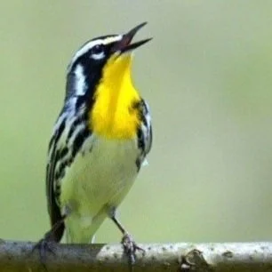 Great Allegheny Passage - Dawson Trailhead: Birds & Bikes