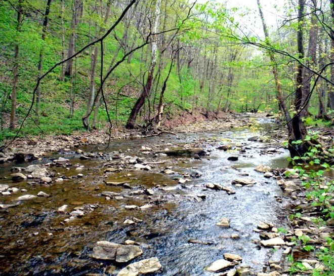 Cedar Creek Gorge: Spring Ephemerals
