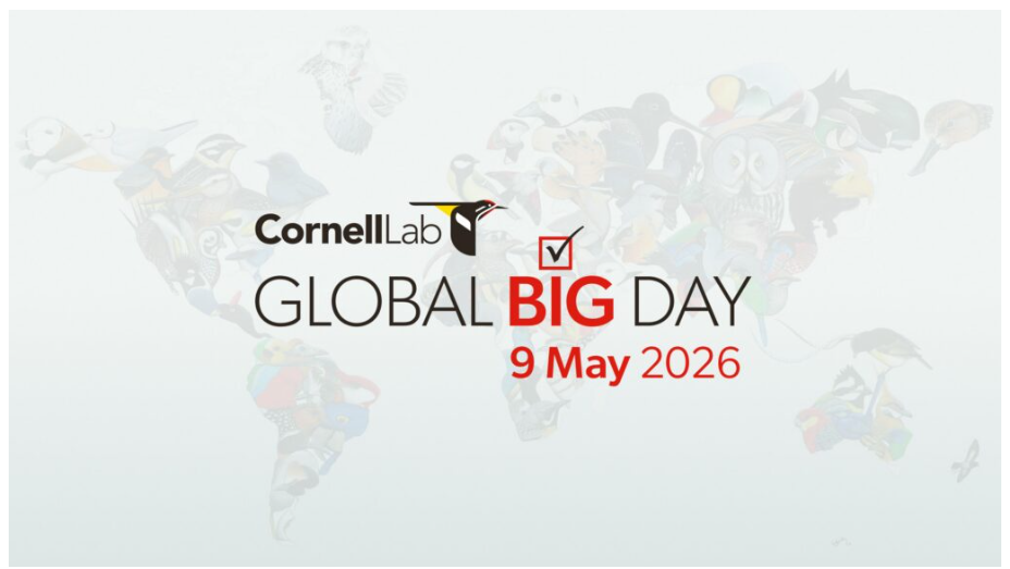 Global Big Day Bird Count - Bird Across Westmoreland 