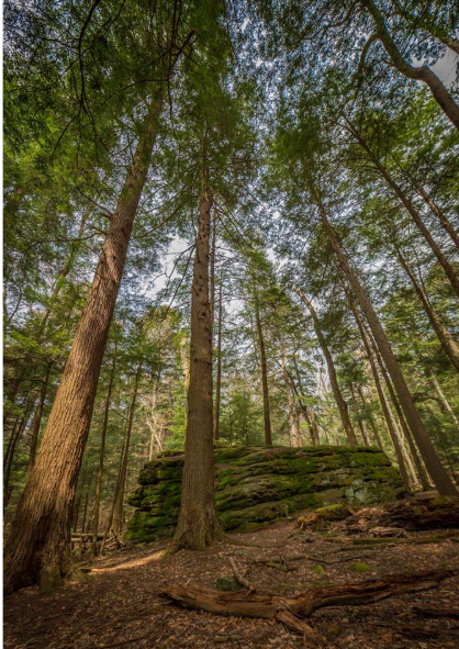 OVERNIGHT OUTING: Cook’s Forest and the Allegheny National Forest