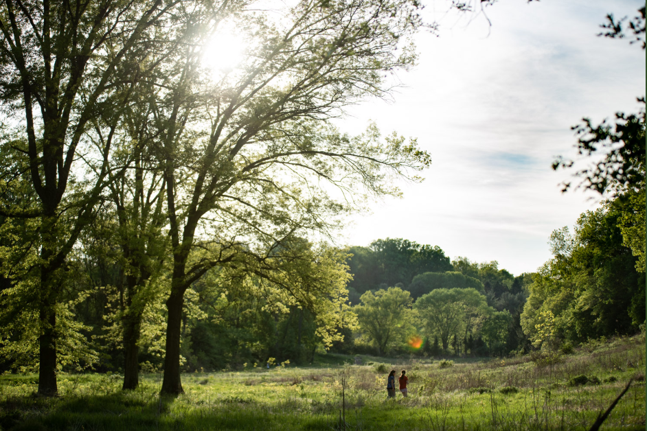 Churchill Valley Greenway: Fall Migrants and Goldenrod Meadow