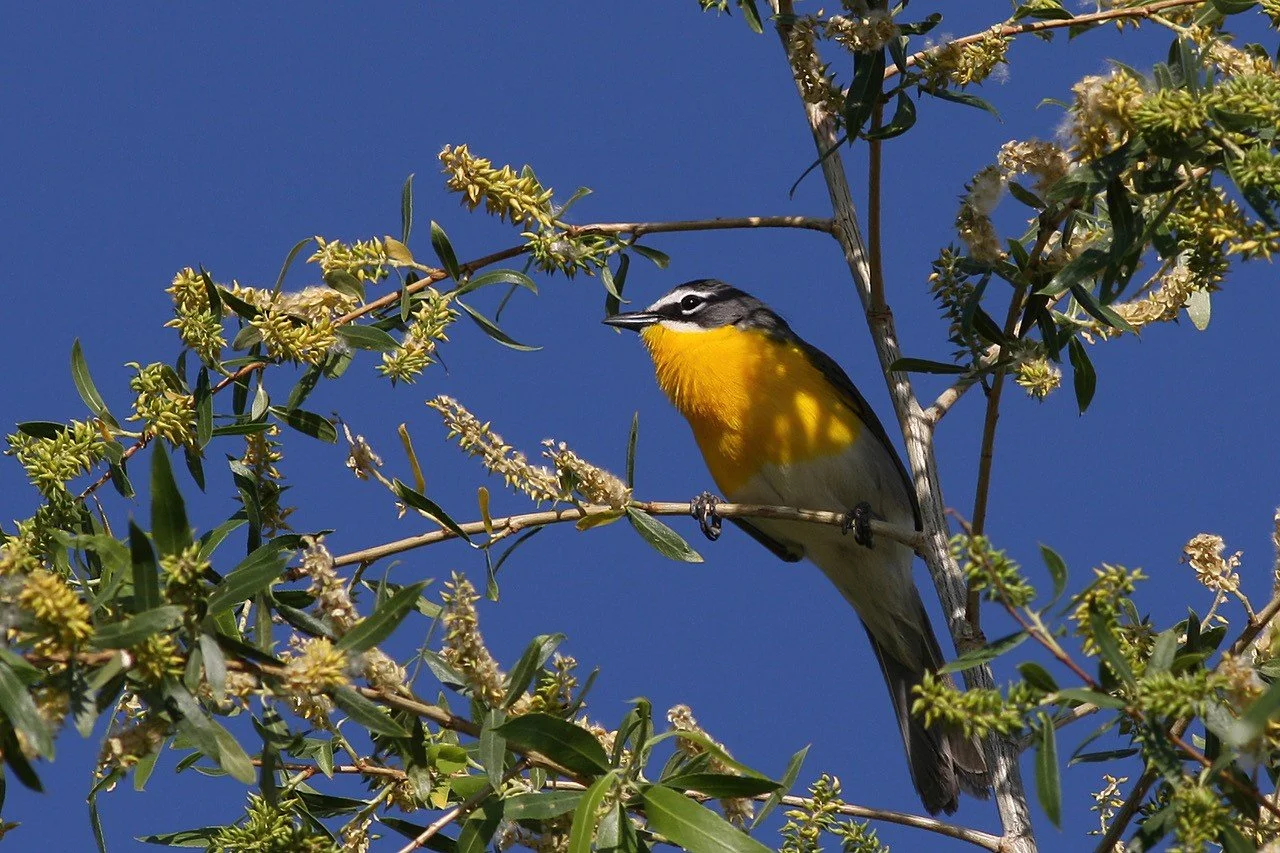 Panhandle Trail: Grassland Birds