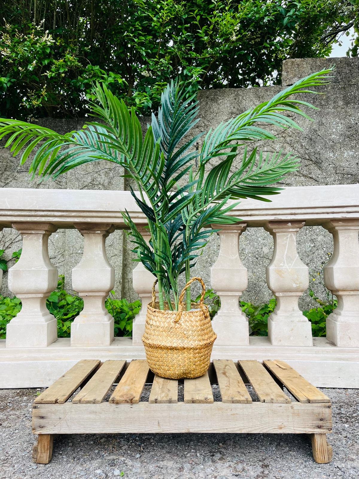 Palm Tree (Medium)