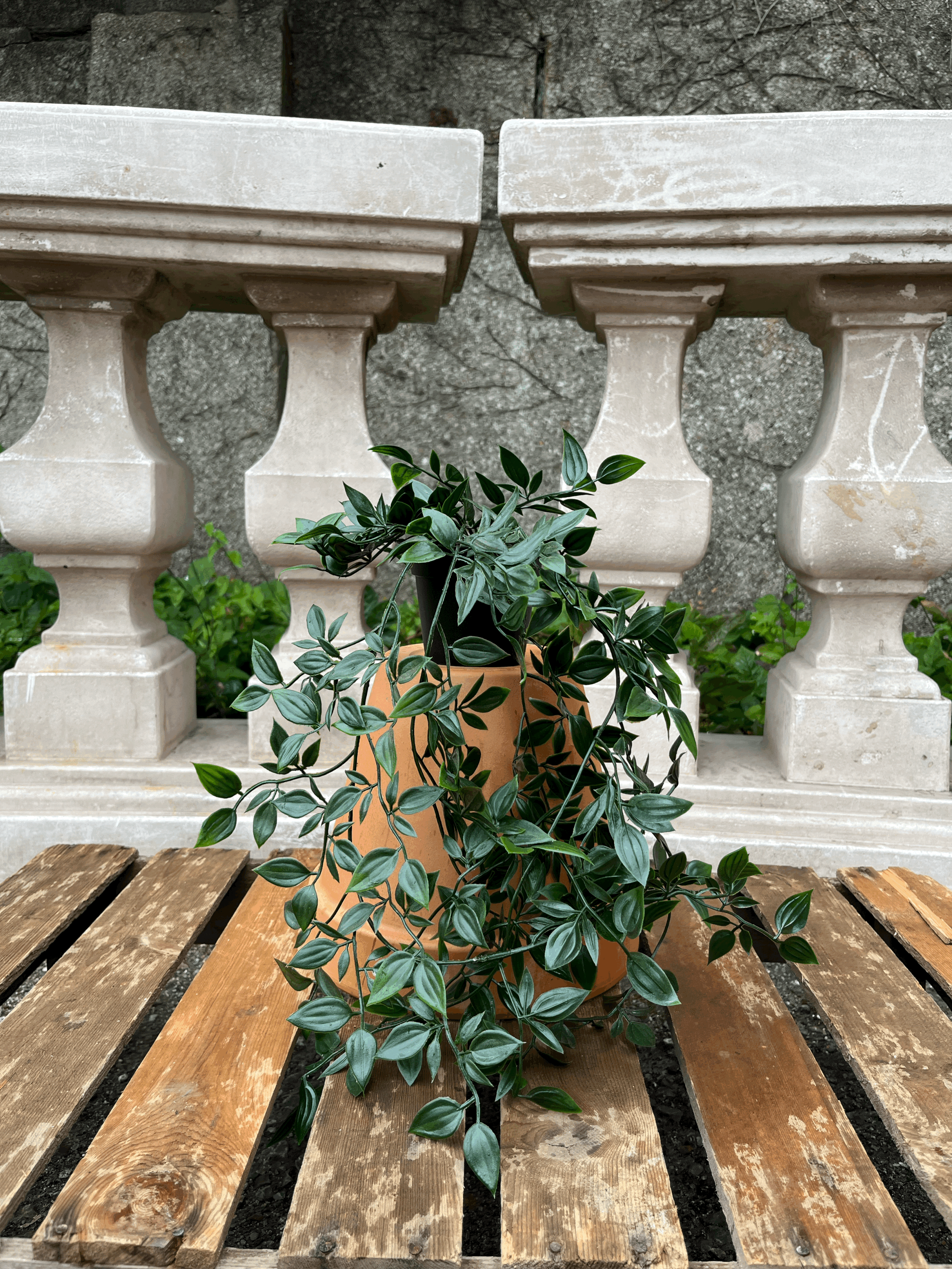 Pothos Plant
