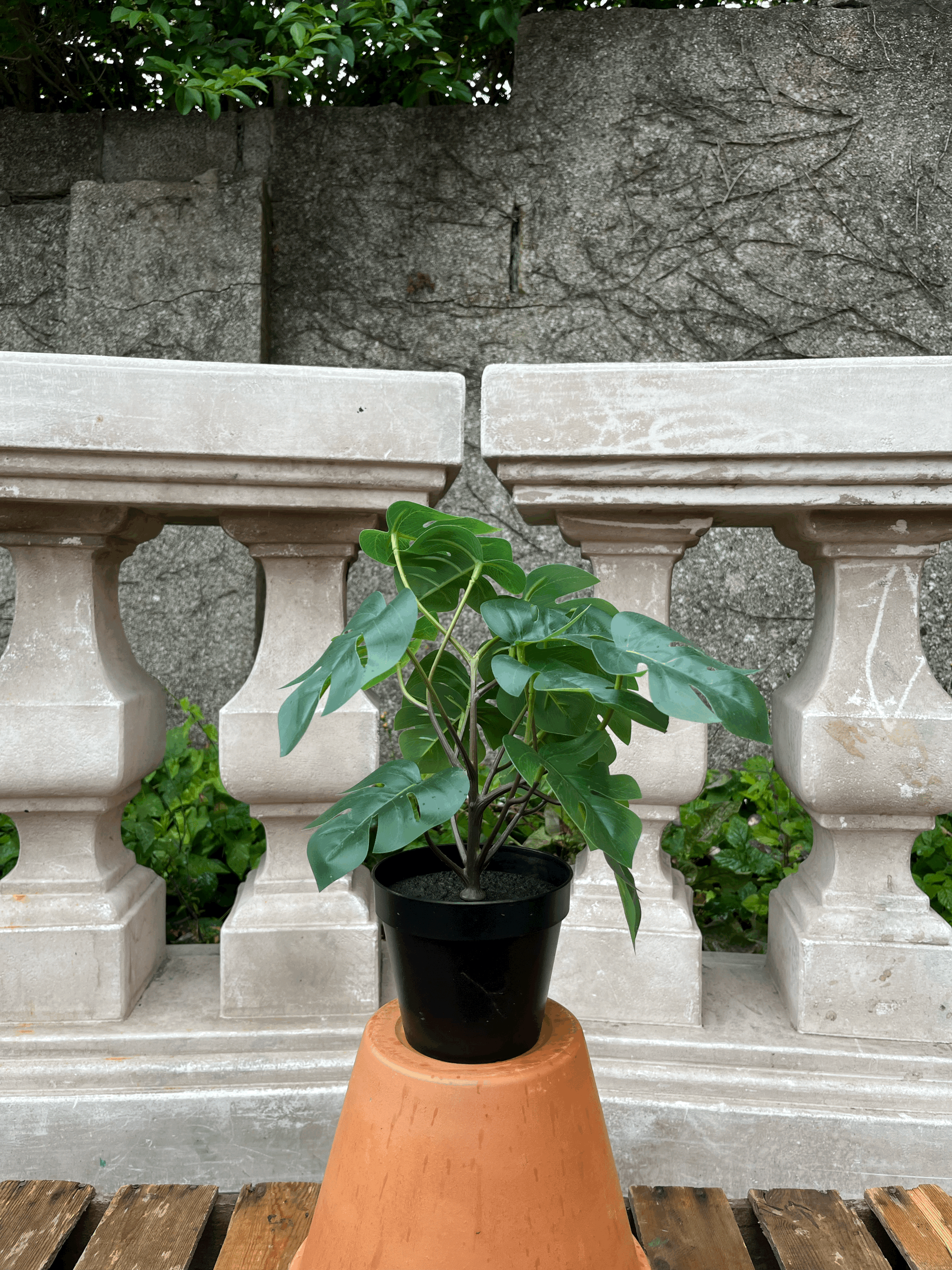 Cheese Plant