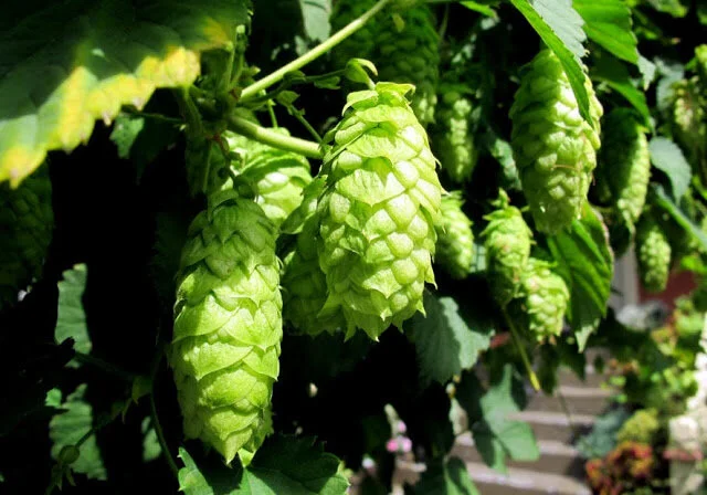 Hop Series: Fresh Hop Fever!