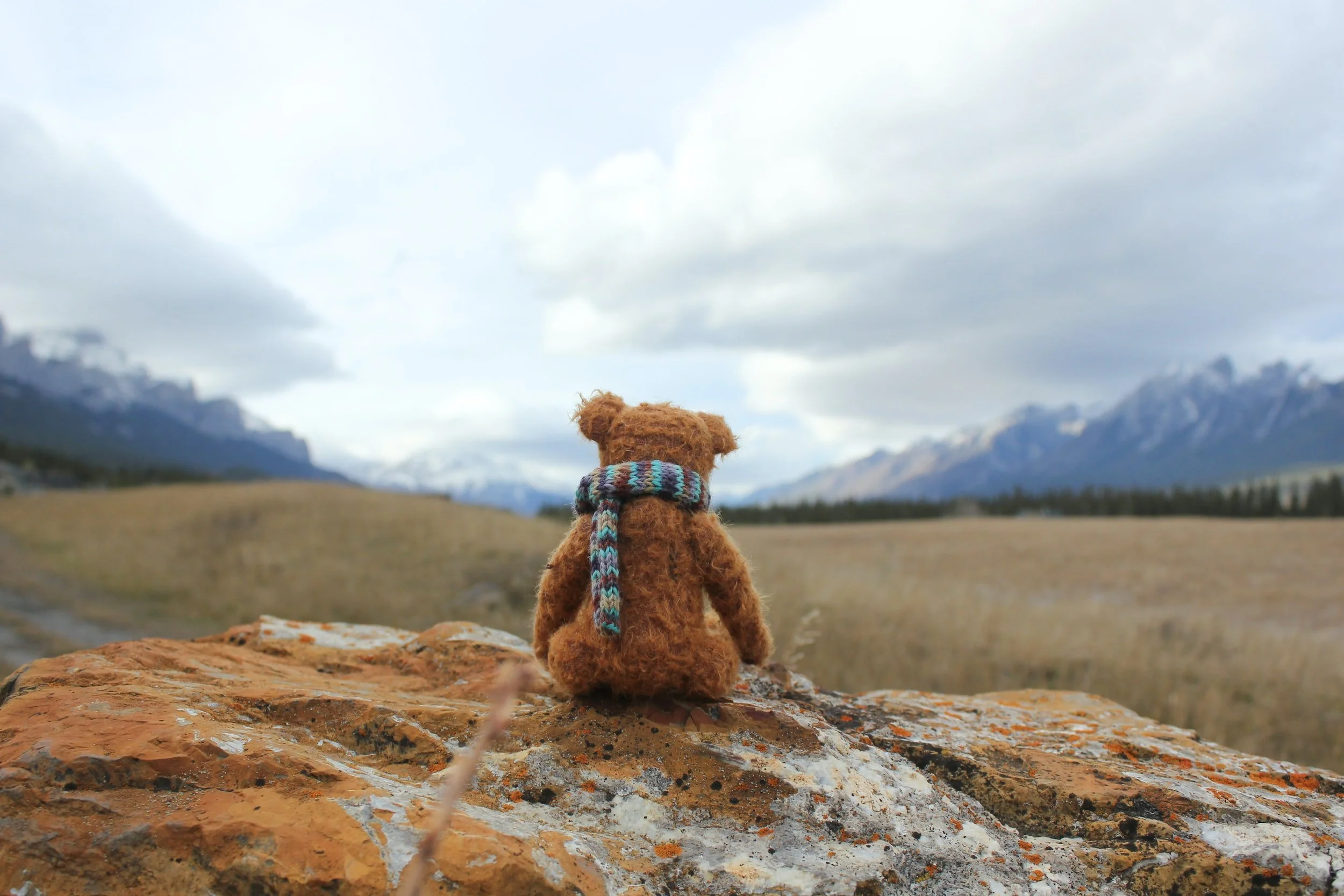 Teddy Bears and Beer: 10 Surprising Parallels You Never Knew Existed!