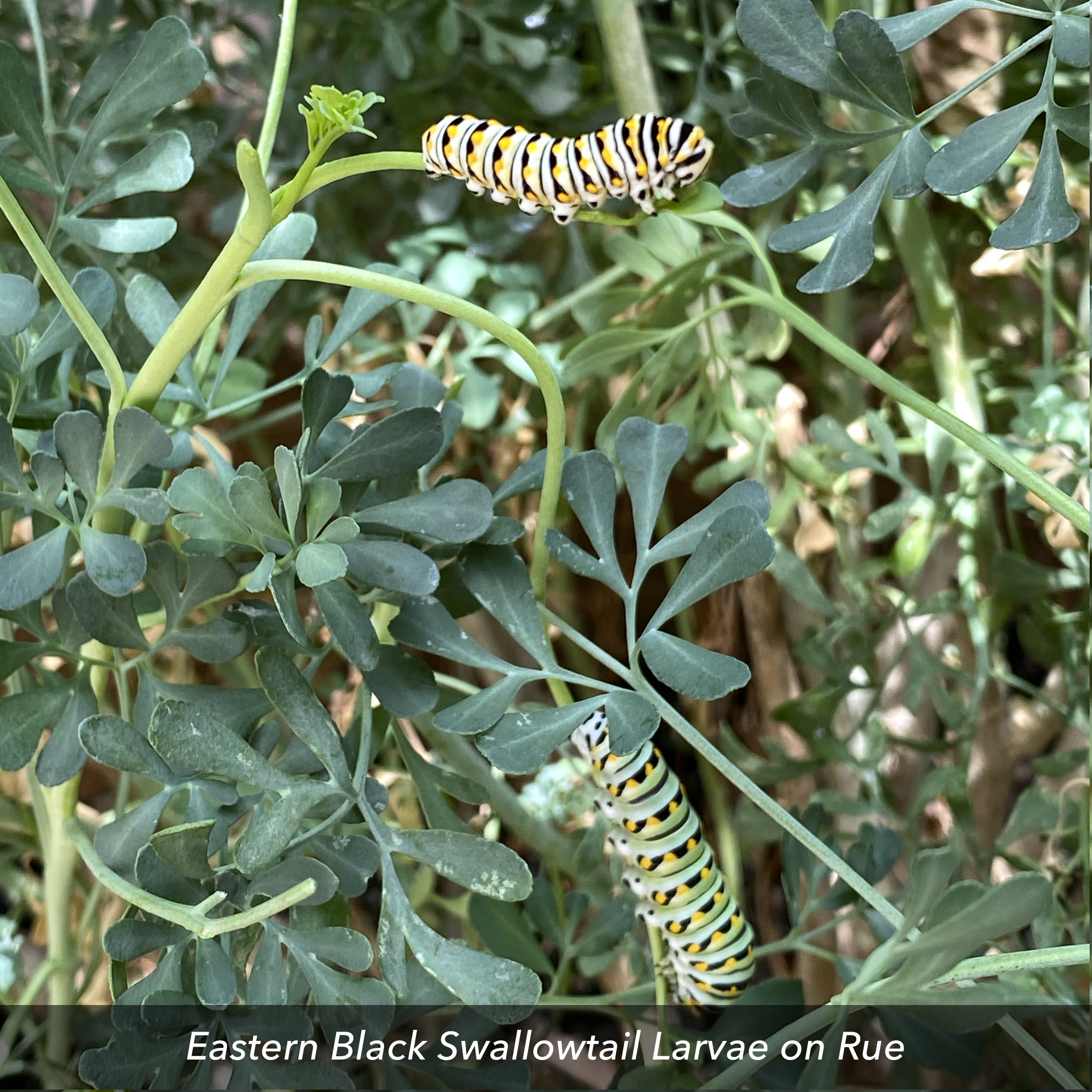 BlackSwallowtailRue.png