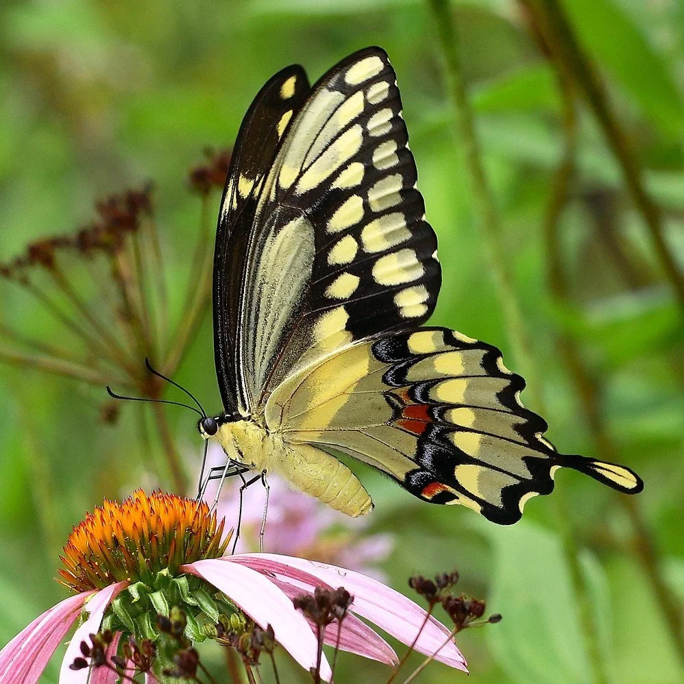 Giant Swallowtail