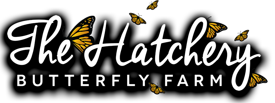 The Hatchery Butterfly Farm