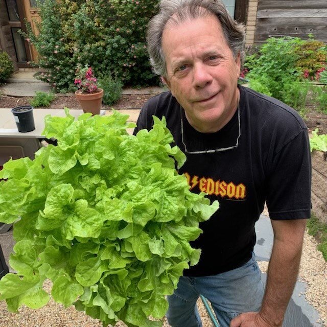 Celebrating the last day of spring by harvesting some green salad bowl lettuce from the Spring Garden. Tomorrow is the first day of summer. Hope yours is a good one filled with all the things that make life worthwhile.