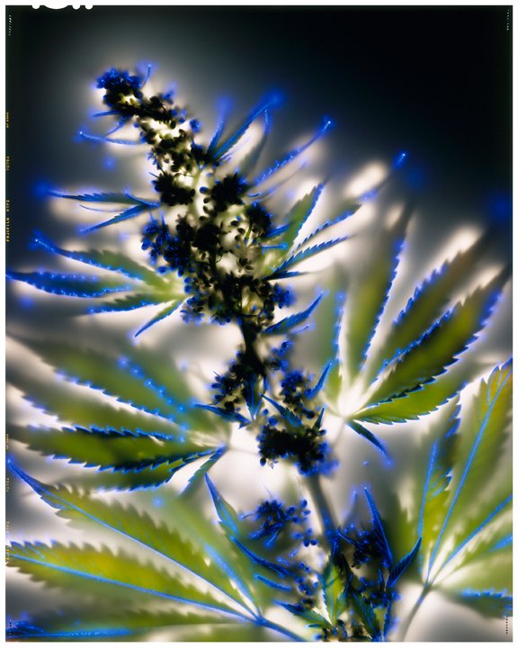 Cannabis sativa (2002).jpg