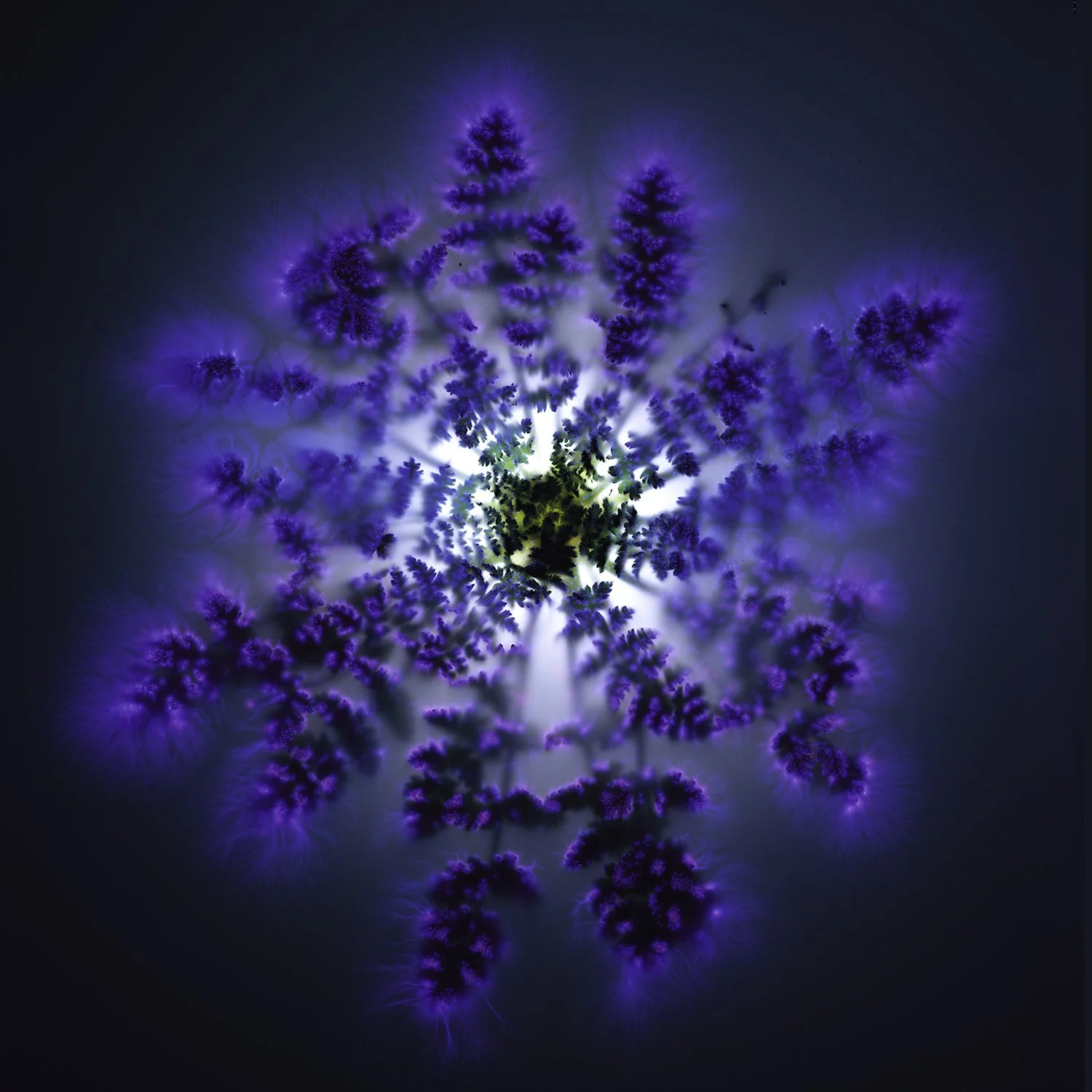 Energetic Spring:  The Cameraless Photographs of Robert Buelteman