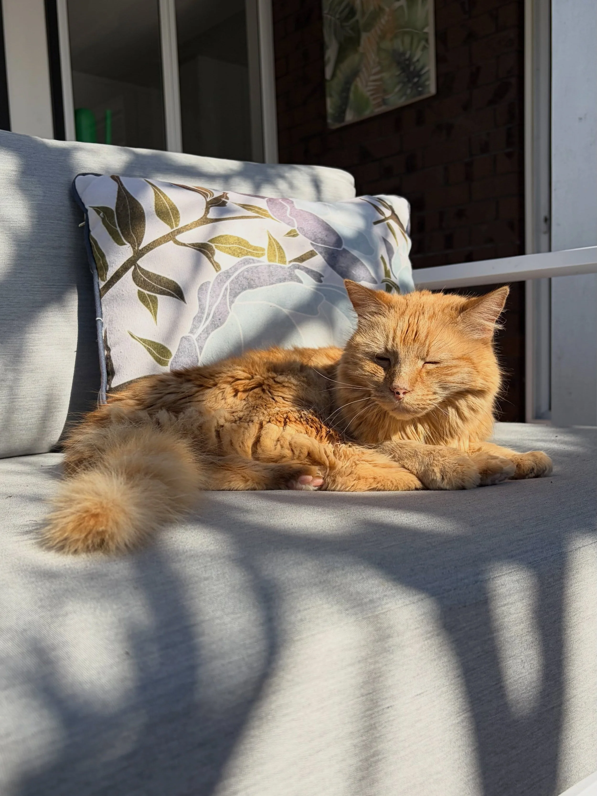 Winter sunshine is your reminder that outdoor spaces aren&rsquo;t just for summer. ☀️👉

The sun came out, the outdoor furniture covers came off and suddenly the outdoor room became everyone&rsquo;s favourite place again (especially Simba 🐾).

Who e