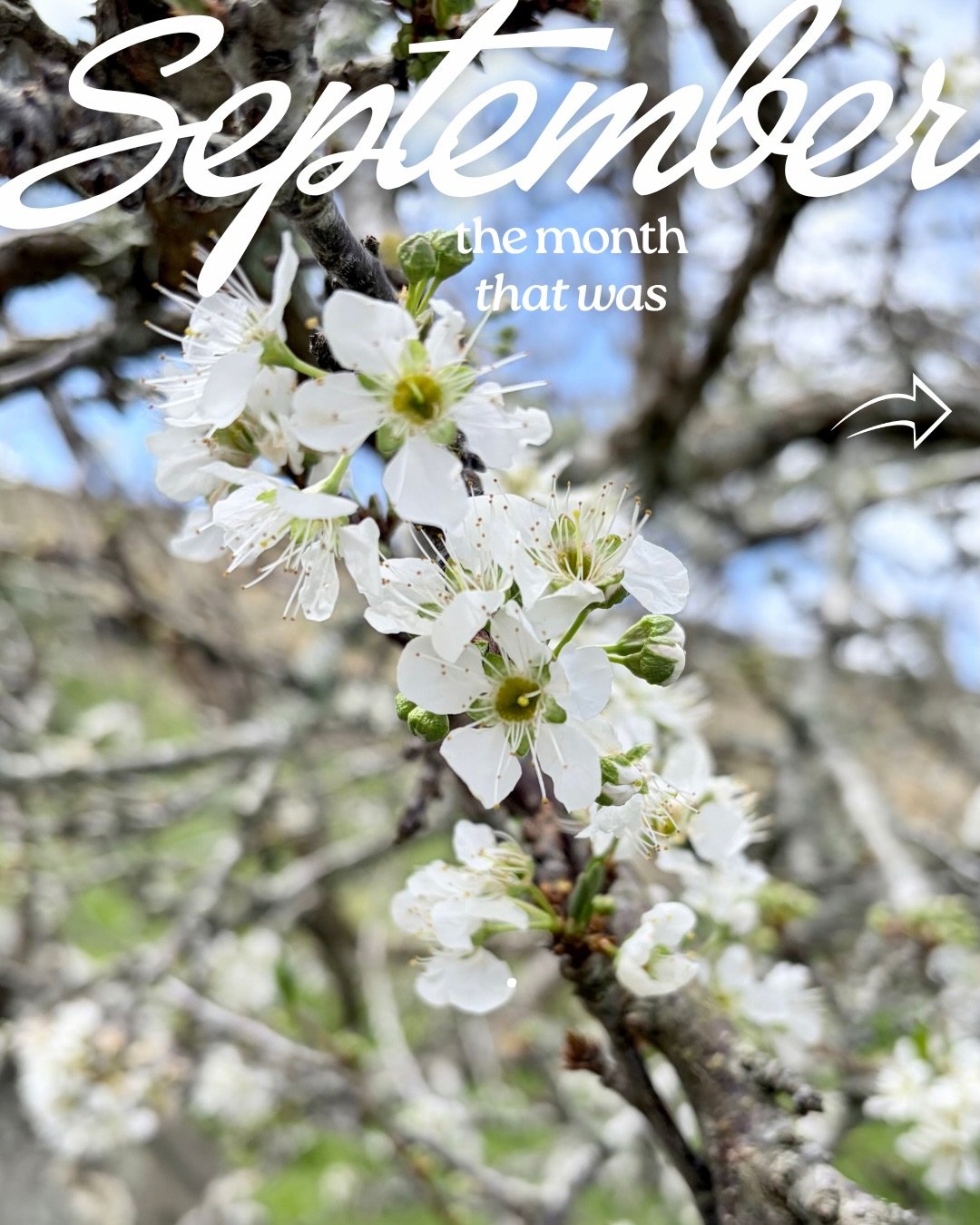 September was a bit of a blur! 🌪️

Somerville renovations taking shape.
Mt Albert floor plans and client presentations.
Sourcing, supplier updates and all the details in between.
Bright pops of colour. A little taste of summer.
A little nature. A li