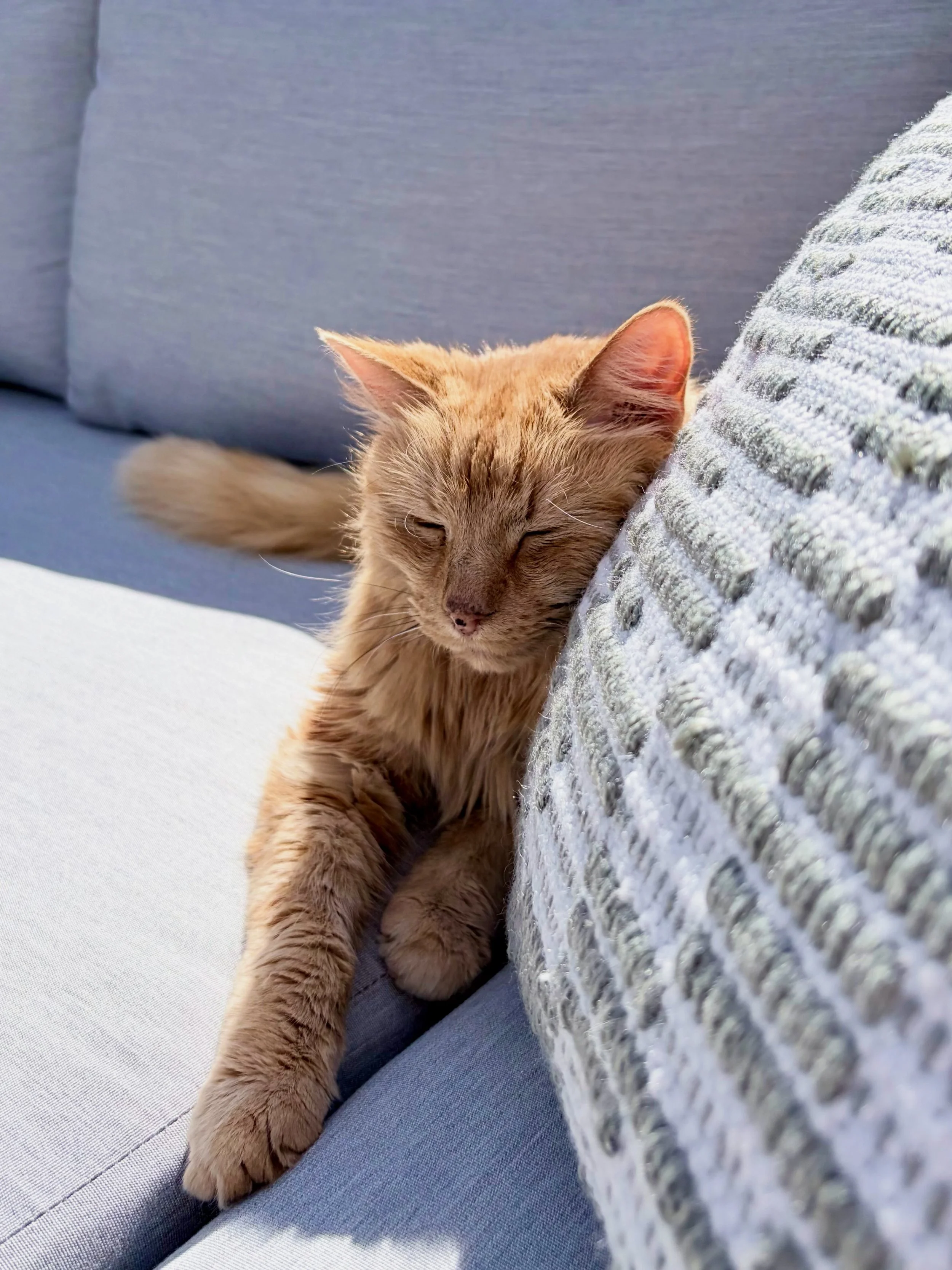 There&rsquo;s nothing quite like throwing off the outdoor furniture covers and welcoming back the sunshine! ☀️

Simba&rsquo;s certainly making the most of those blue skies and new outdoor cushions. 😻 Who else has been soaking up the sunshine this we