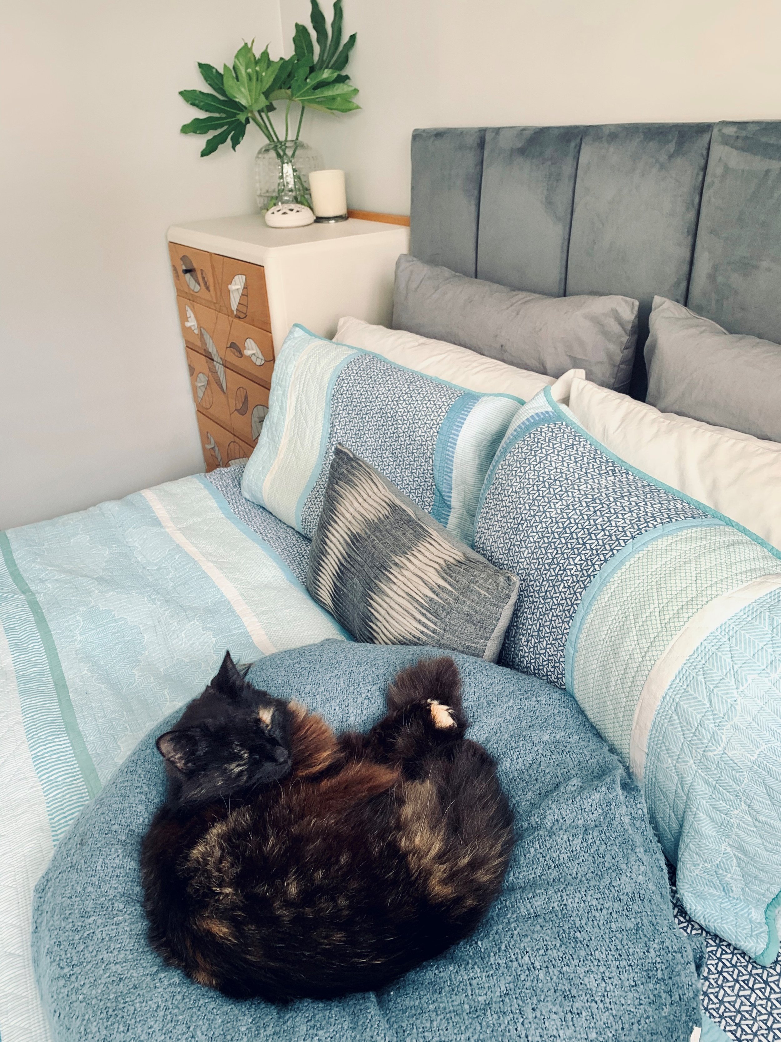 Pet friendly interior design bedroom sanctuary Central Auckland with cat on comfortable bed