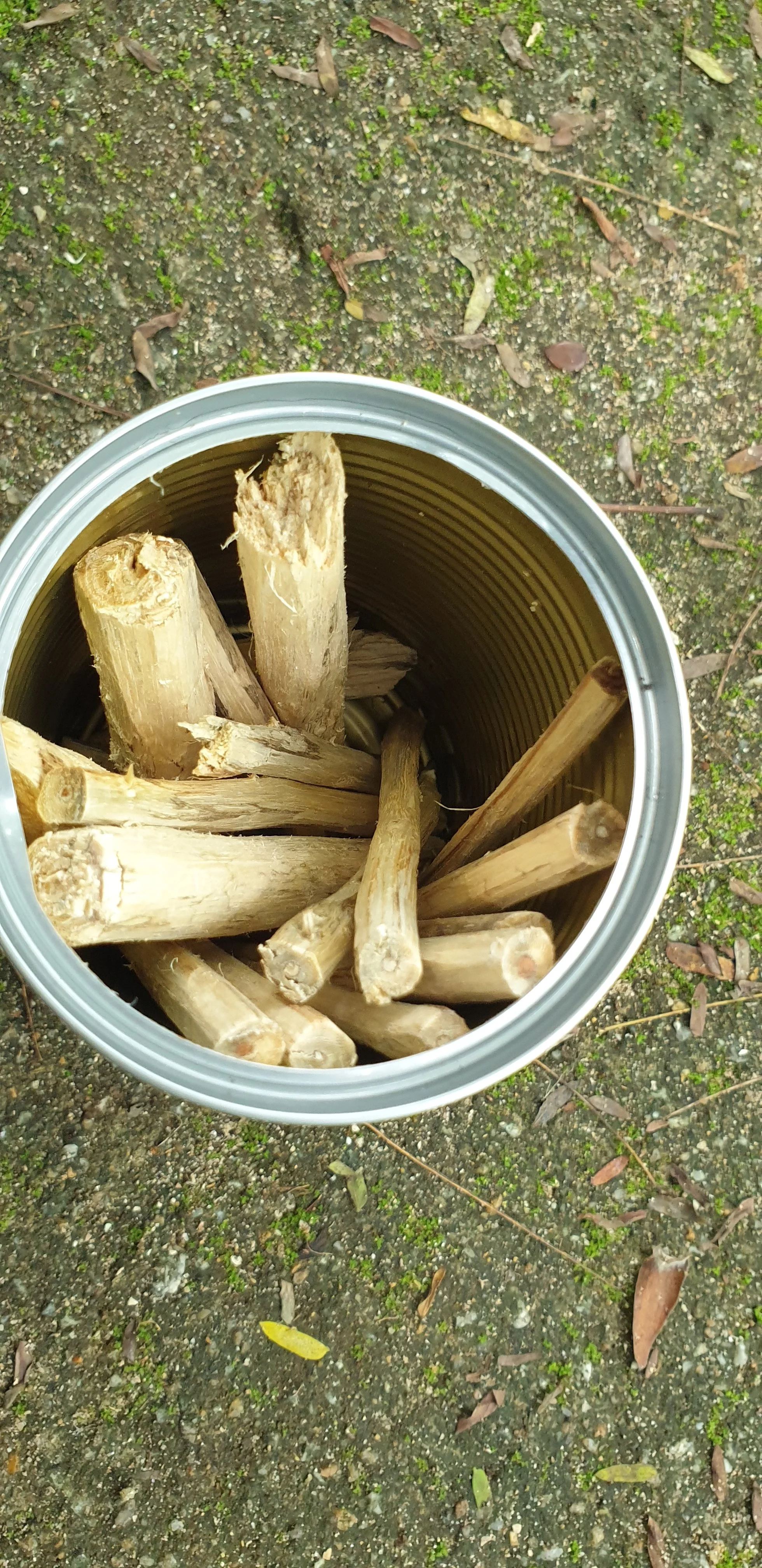 Level 2: The Forest Craft Series (Coming Soon)