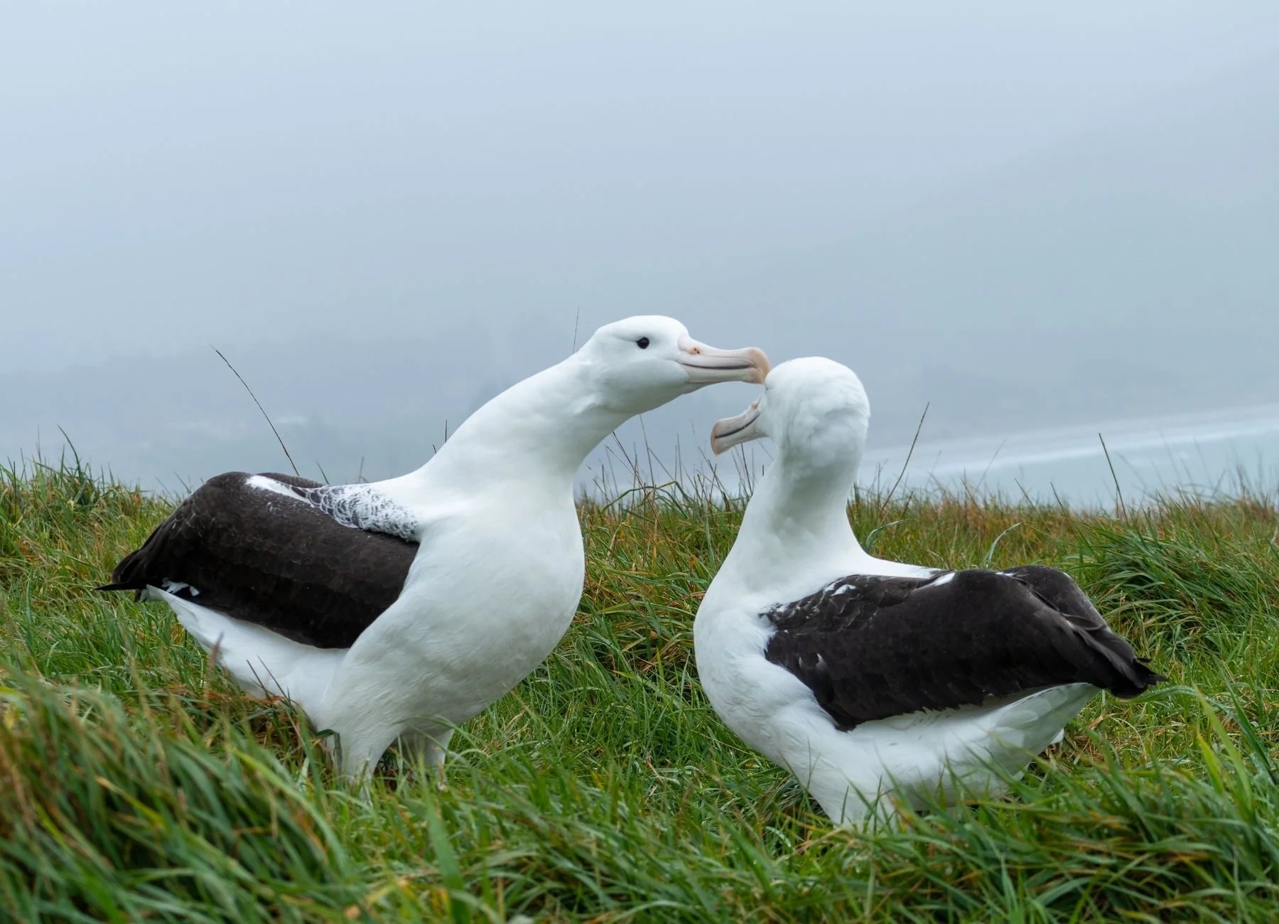 Albatross Colony Dunedin
