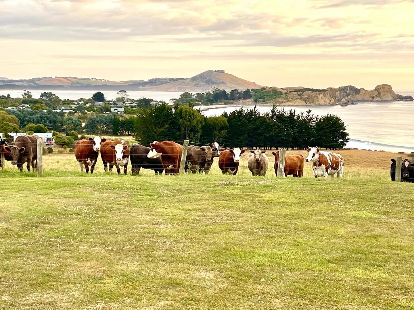 These girls watching morning yoga !

Rural idyll&hellip;

#karitane
#ruralretreat 
#coastalretreat