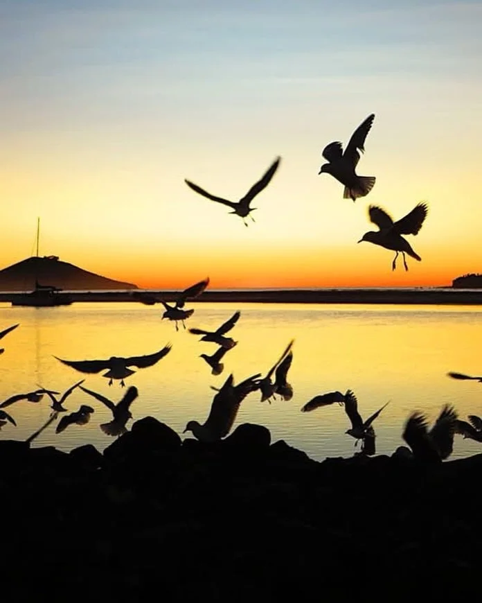 Birder&rsquo;s paradise 
Surfer&rsquo;s paradise 
Fisherman&rsquo;s  paradise 
Slow stay paradise 

Just a paradise - every day &hellip;

#justparadise 
#slowstaysnz
#accommodationotago
#coastalotagonz