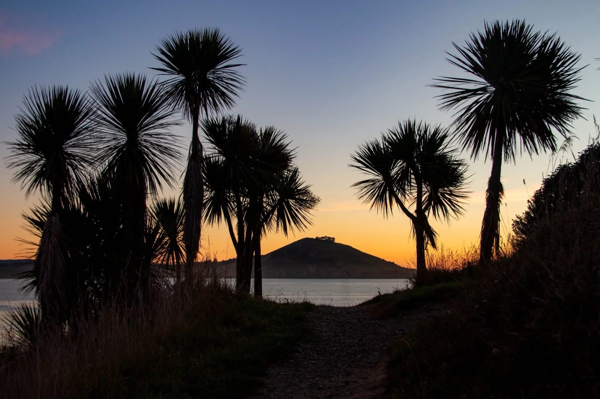 Sunrise over the ocean from the Huriawa with beautiful Ti Kouka cabbage trees in the foreground. 
Looking out towards Matanaka. 
What a place to connect with nature and our special coastal environment. 

#wilddunedinnz 
#otagocoast
#katitane