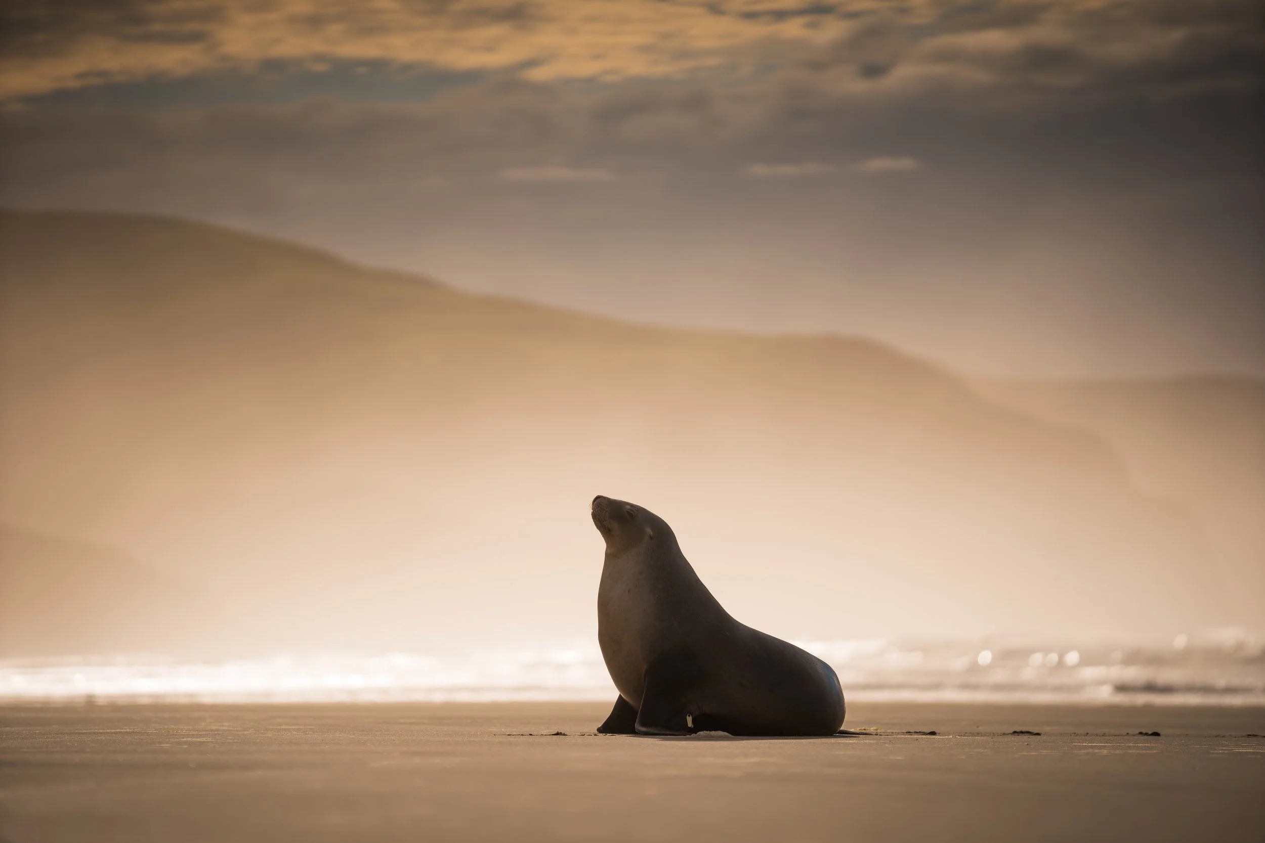 Karitane Wildlife, Dunedin Wildlife, Sea Lions on Beach
