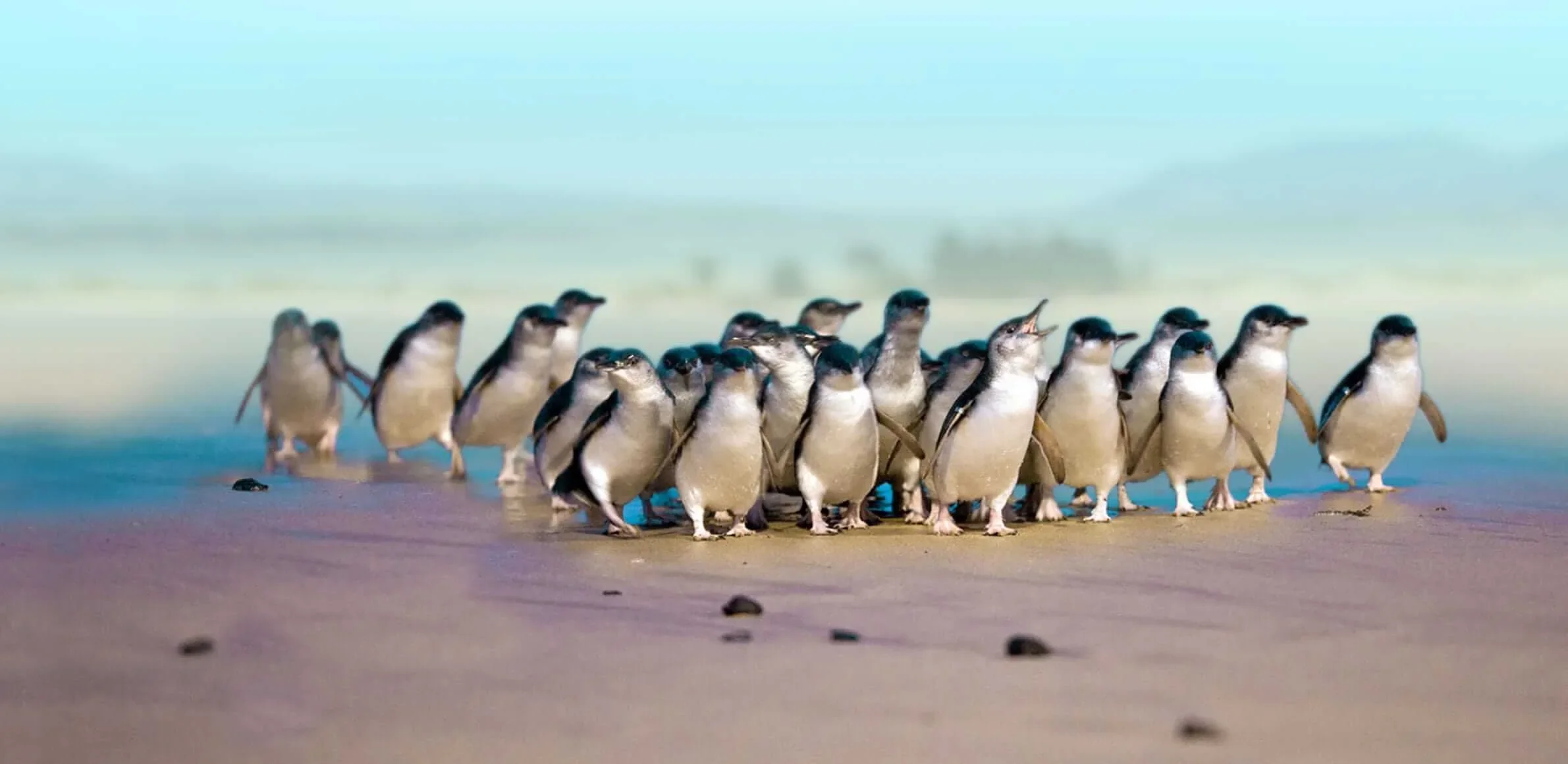Discover Coastal Dunedin_Dunedin Wildlife