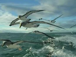 Birdlife Karitane