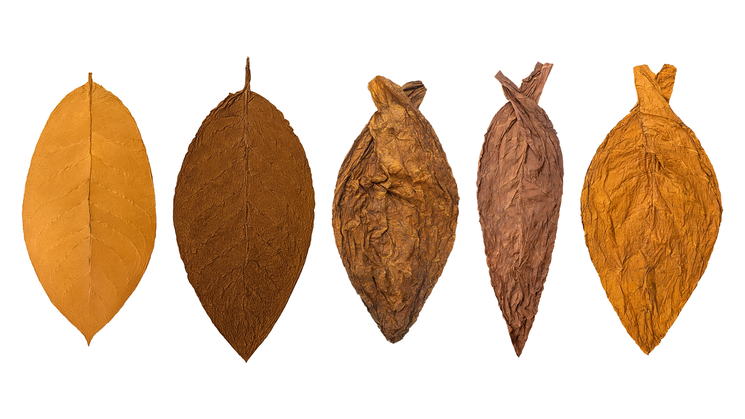 Five dried tobacco leaves of varying shades from light brown to dark brown, lined up in a row against a black background.