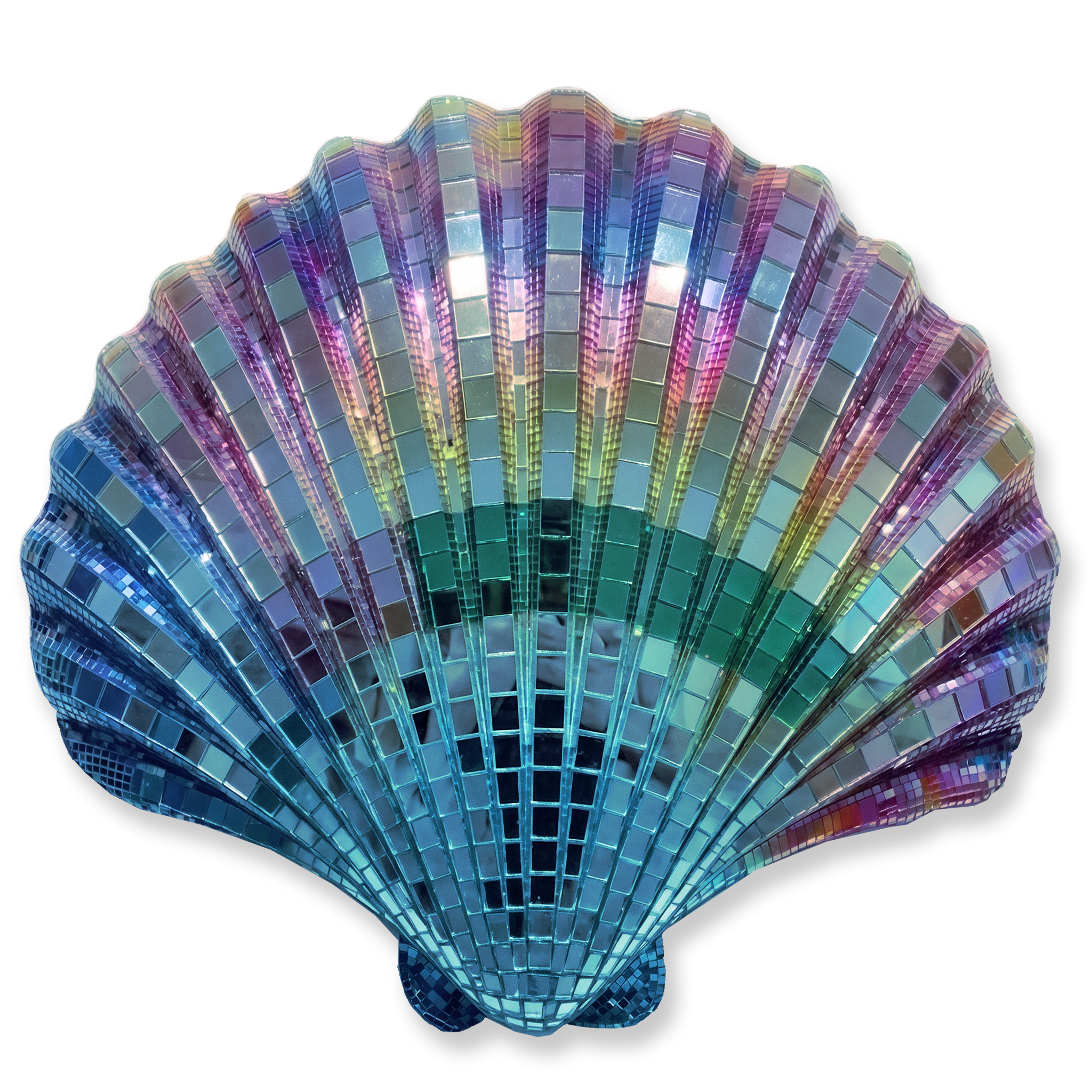 Jumbo Disco Scallop Shell No 1