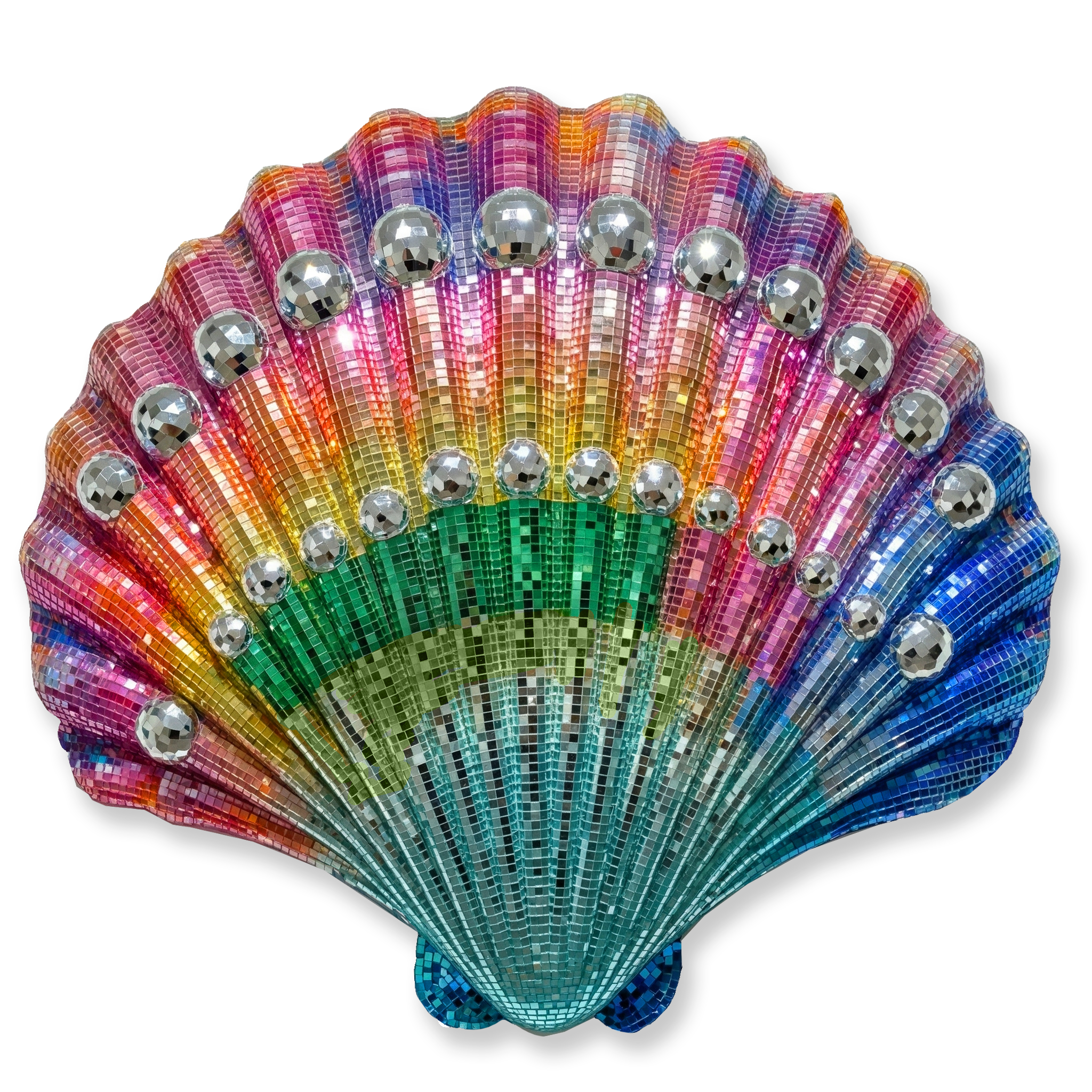 Jumbo Disco Scallop Shell No 2