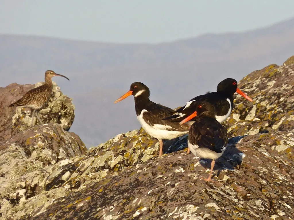Four Eurasian oystercatchers standing on rocky terrain, with one smaller bird nearby, under a cloudy sky in a natural setting.