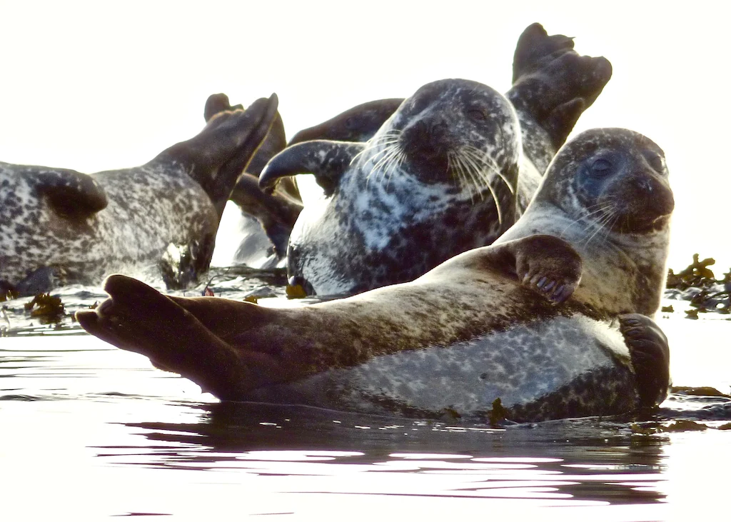 Harbor seals resting on rocks near the water in a natural setting.