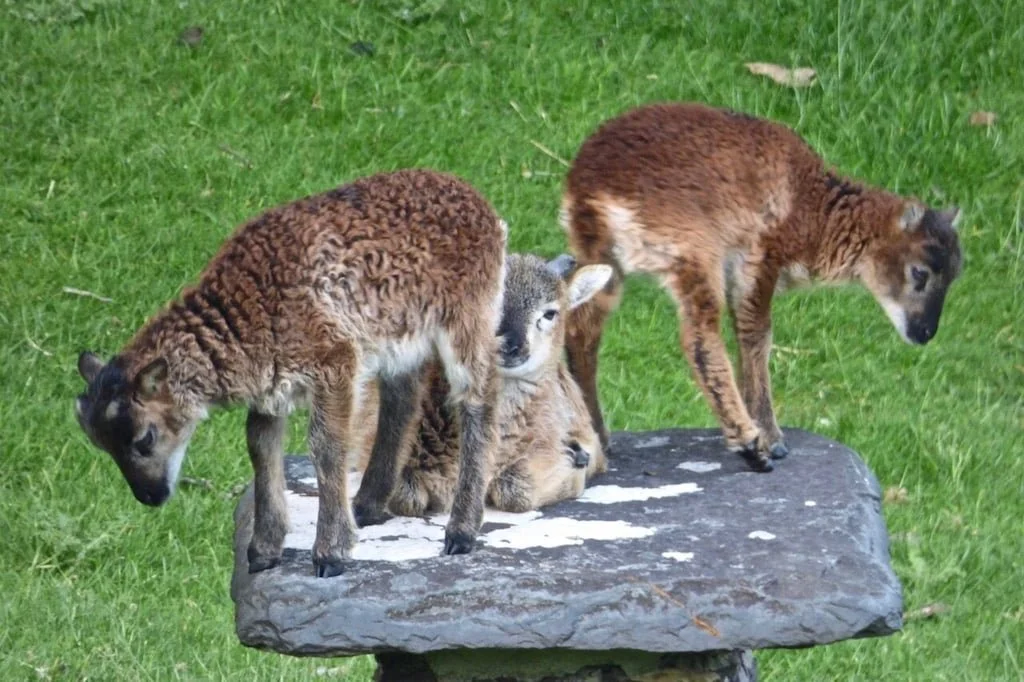 Two young wolf pups standing on a flat rock, with an adult wolf lying down behind them in a grassy area.