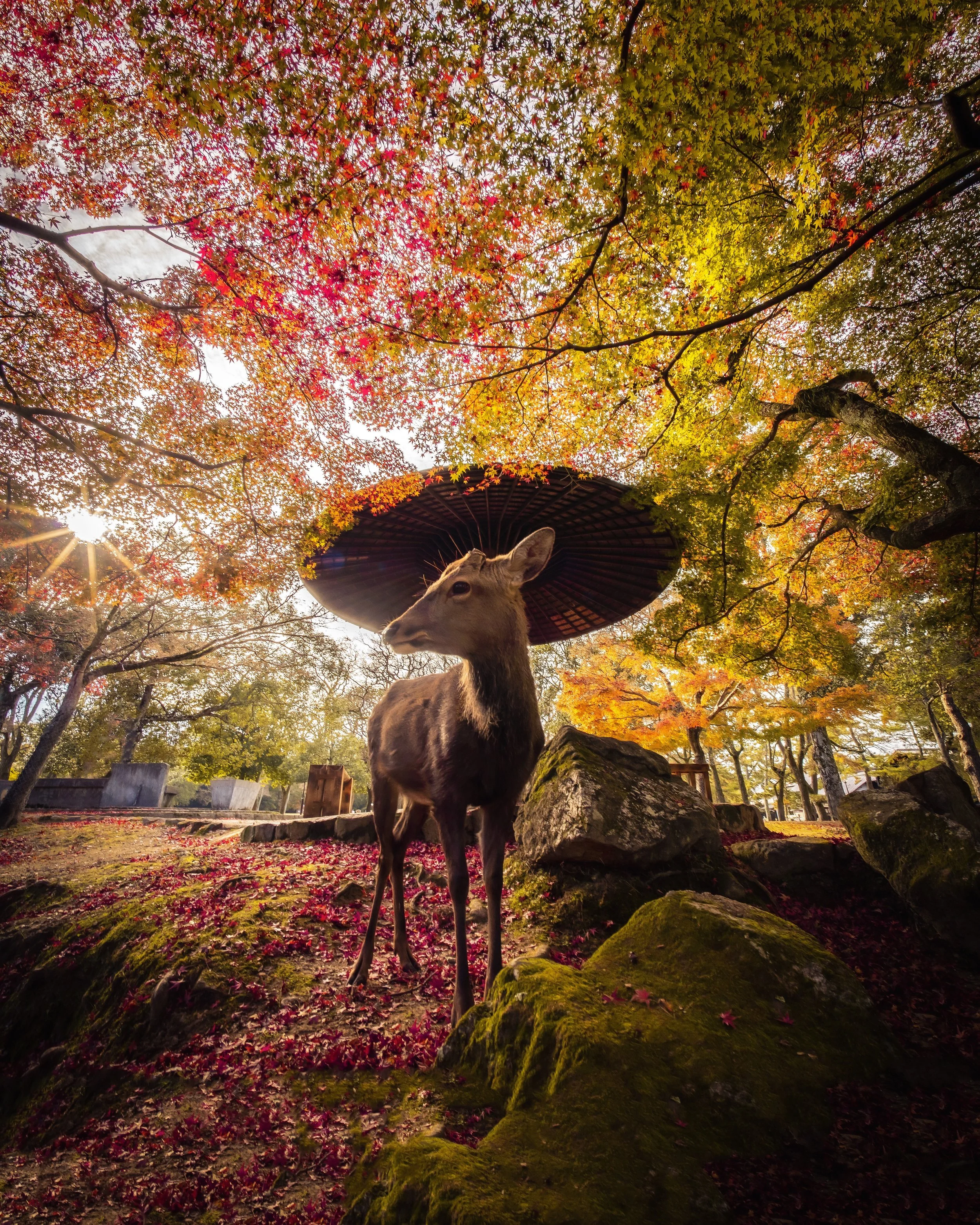 Iconic Japan #01 %22Oh Deer%22.JPG