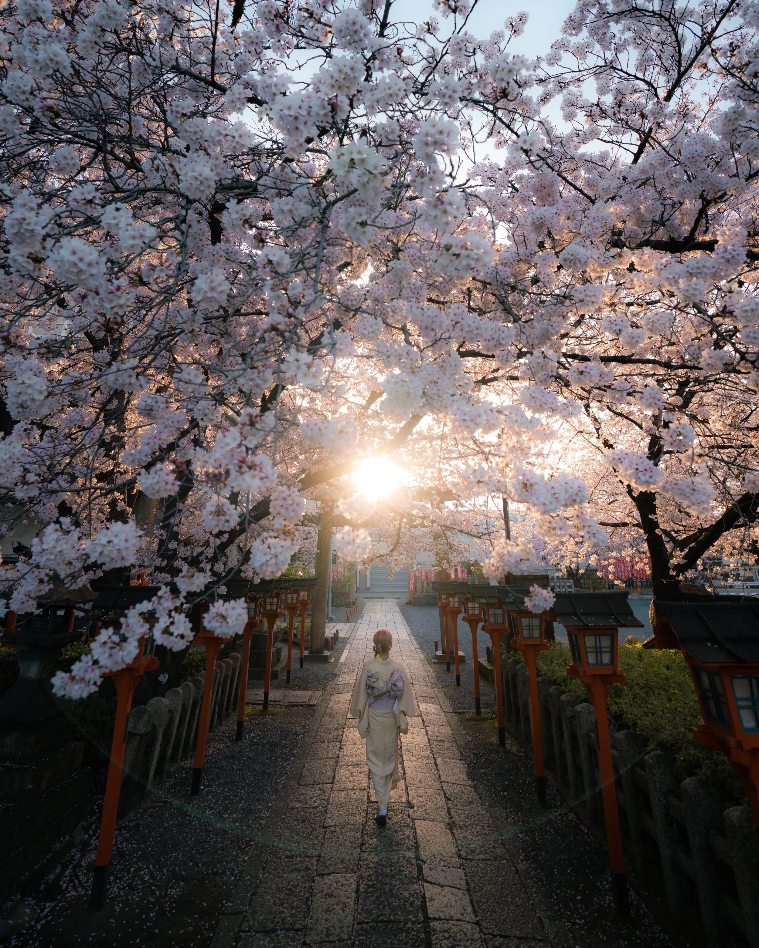 Iconic Japan #27 %22Full Bloom%22.JPG