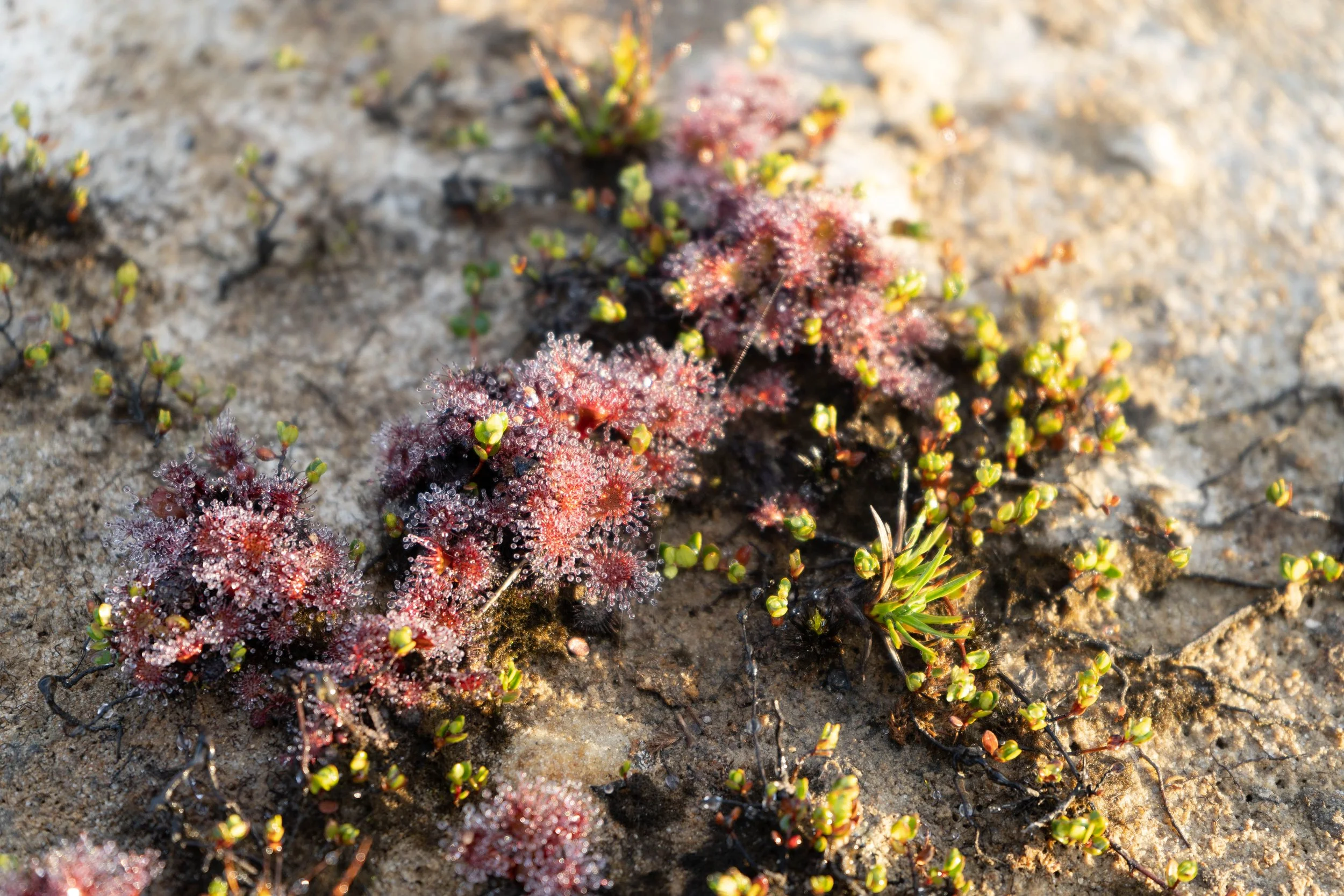 sundew plants Rumaan.jpeg