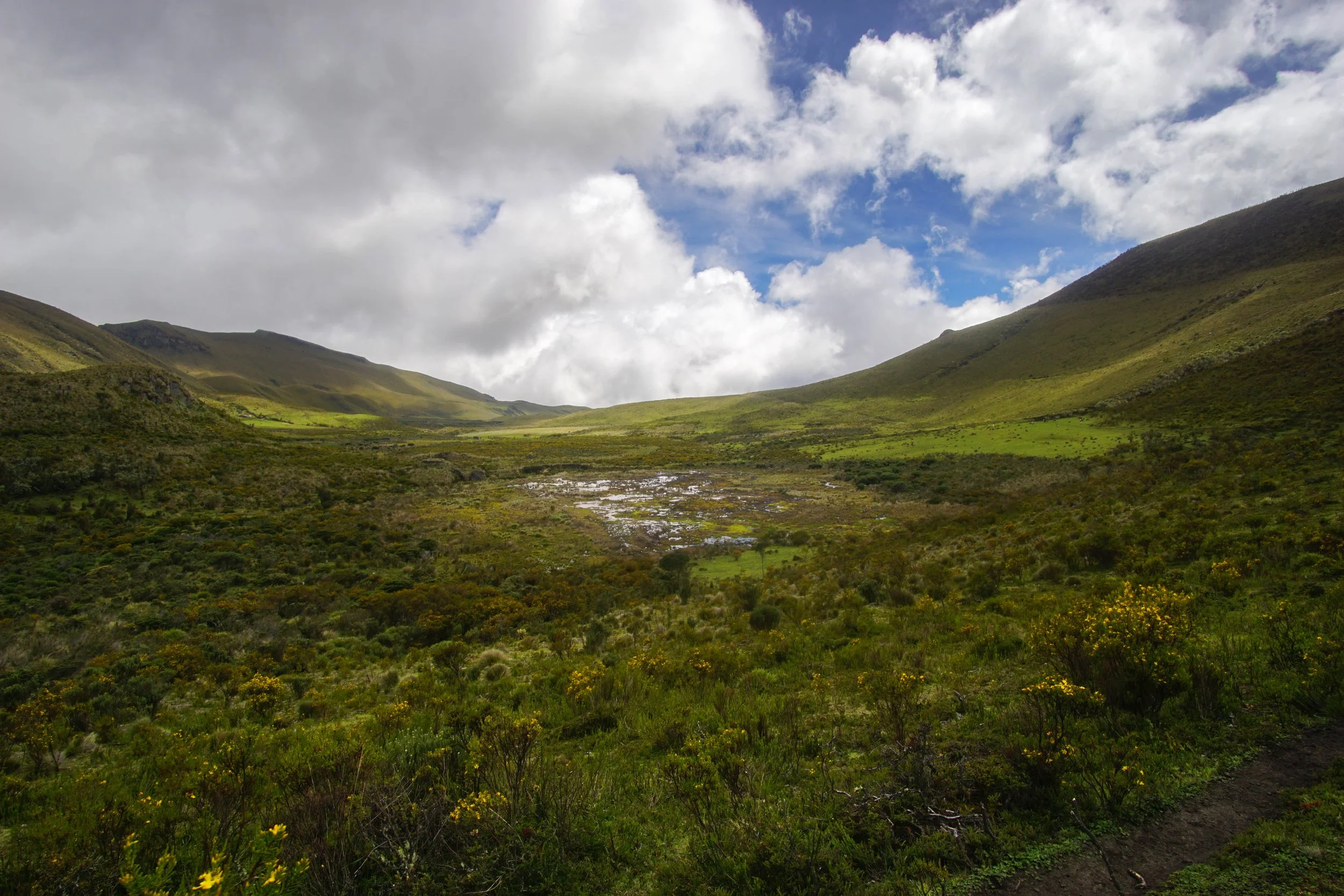 bog colombia rumaan.jpeg