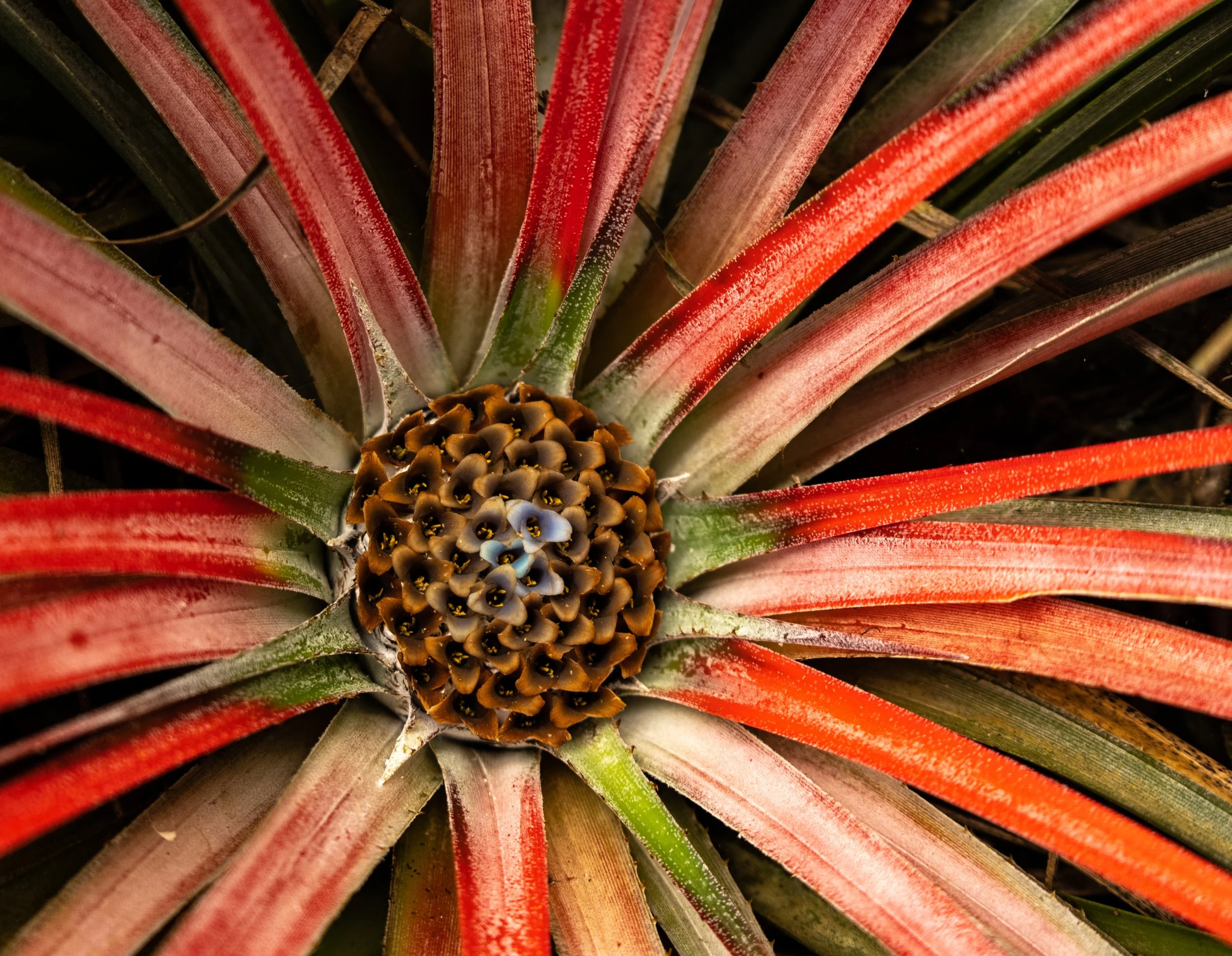 cool flower chile by rumaan.jpeg