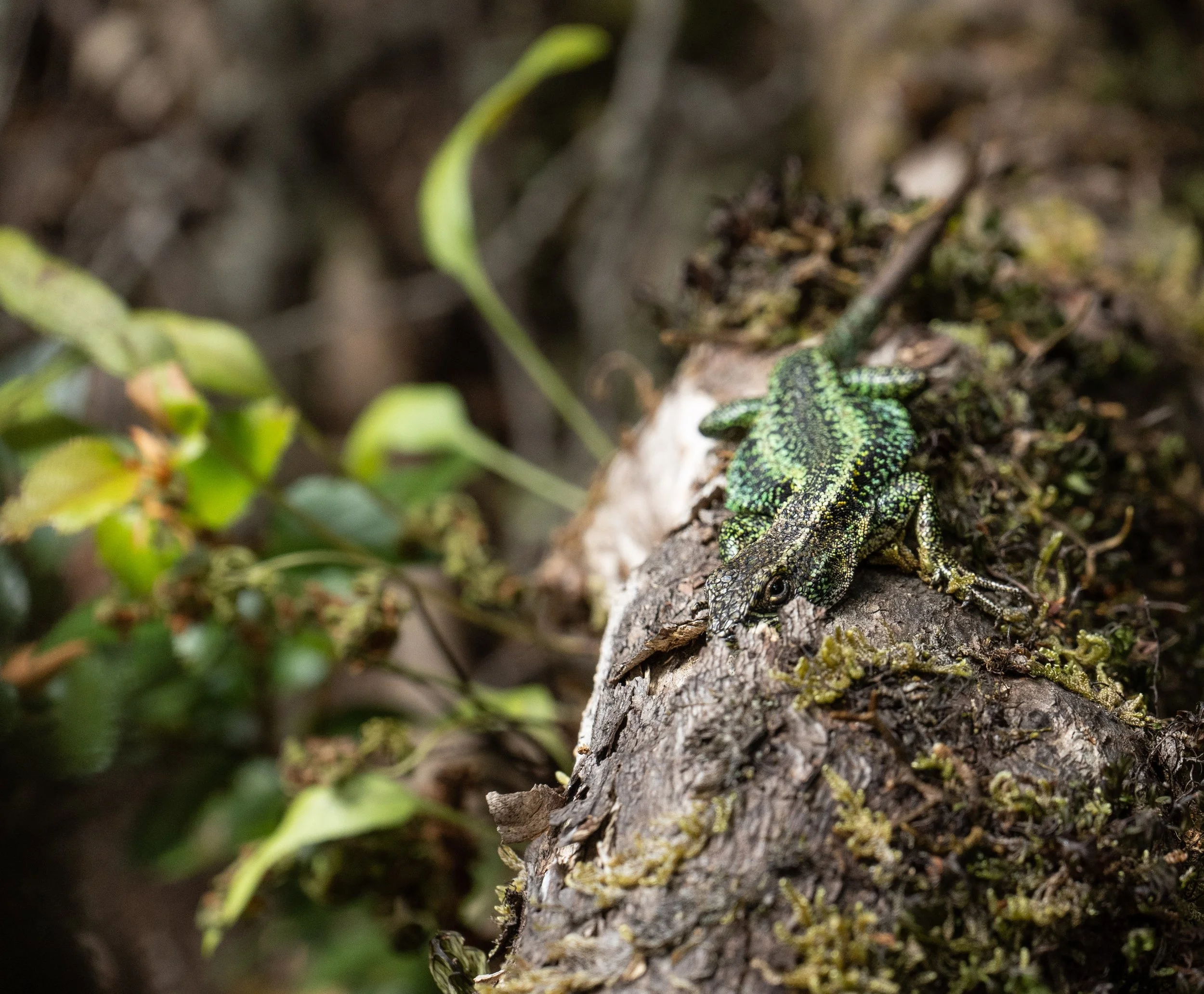 rumaan lizard pic.jpeg