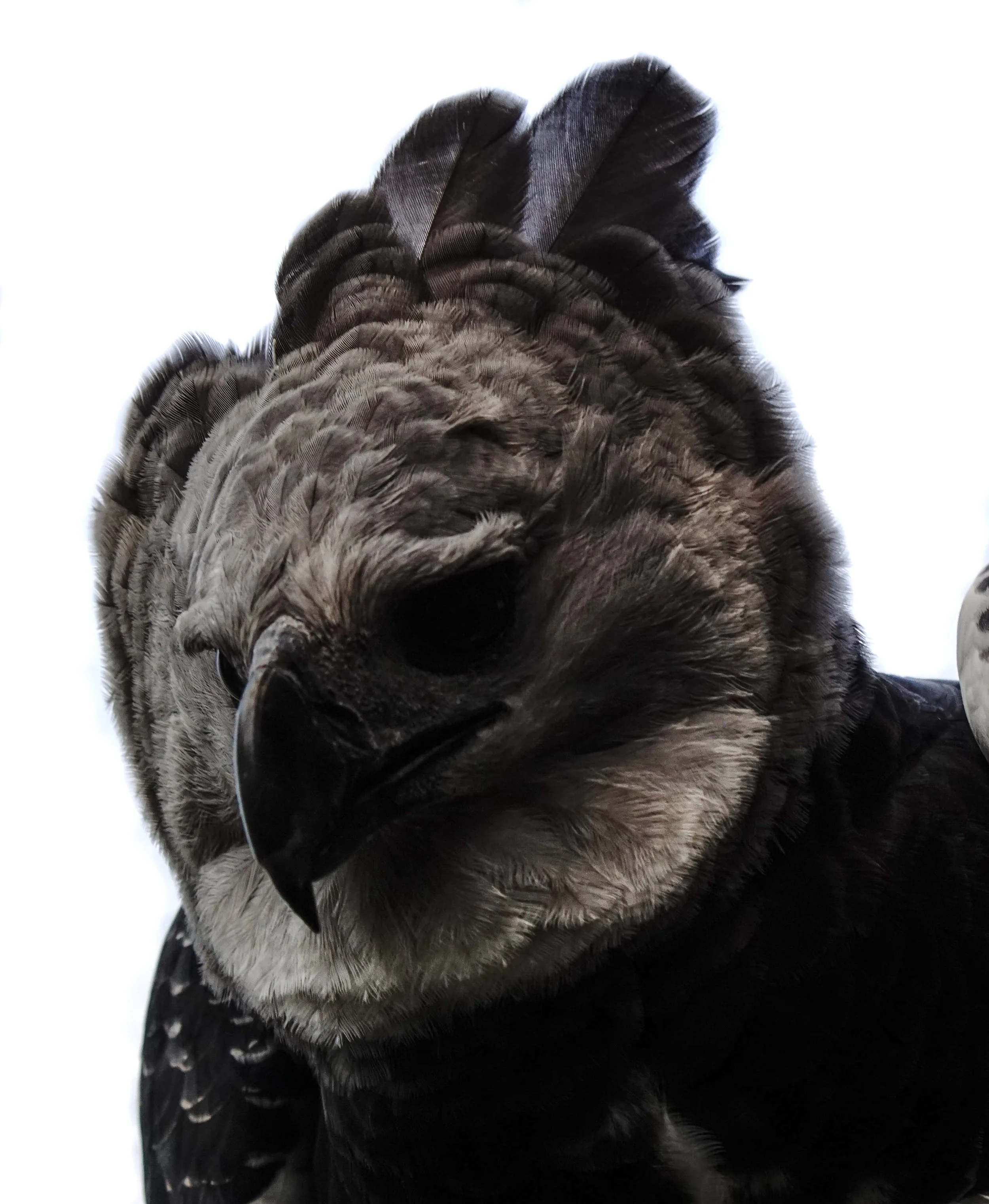  Female Harpy eagle at a wildlife rescue center outside of Bogota 