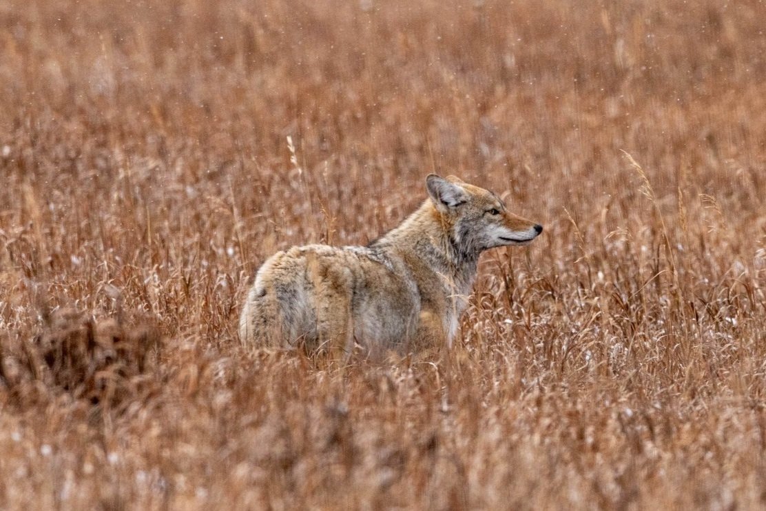 Coyote.jpg