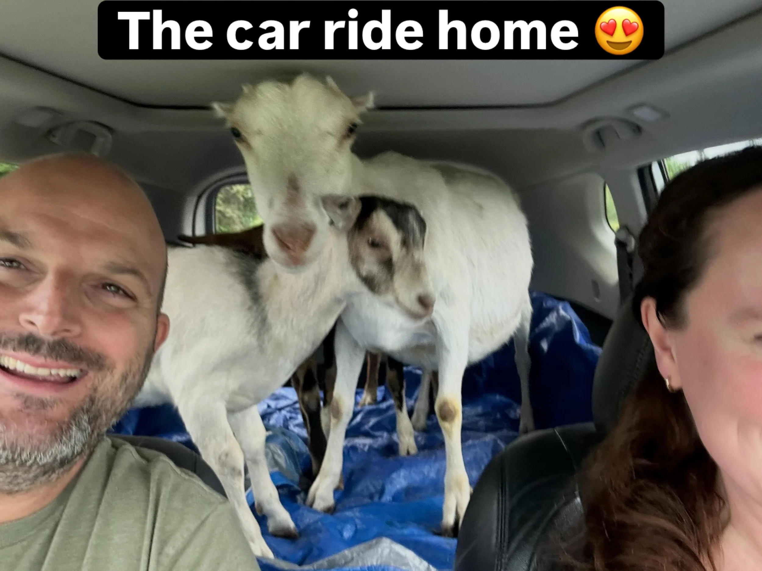 Exciting news to share! We adopted four new goats to add to the family 💚🐐 #ilovegoats #fournierfarmanimalsanctuary #adoptdontshop #pugetsoundgoatrescue #goats